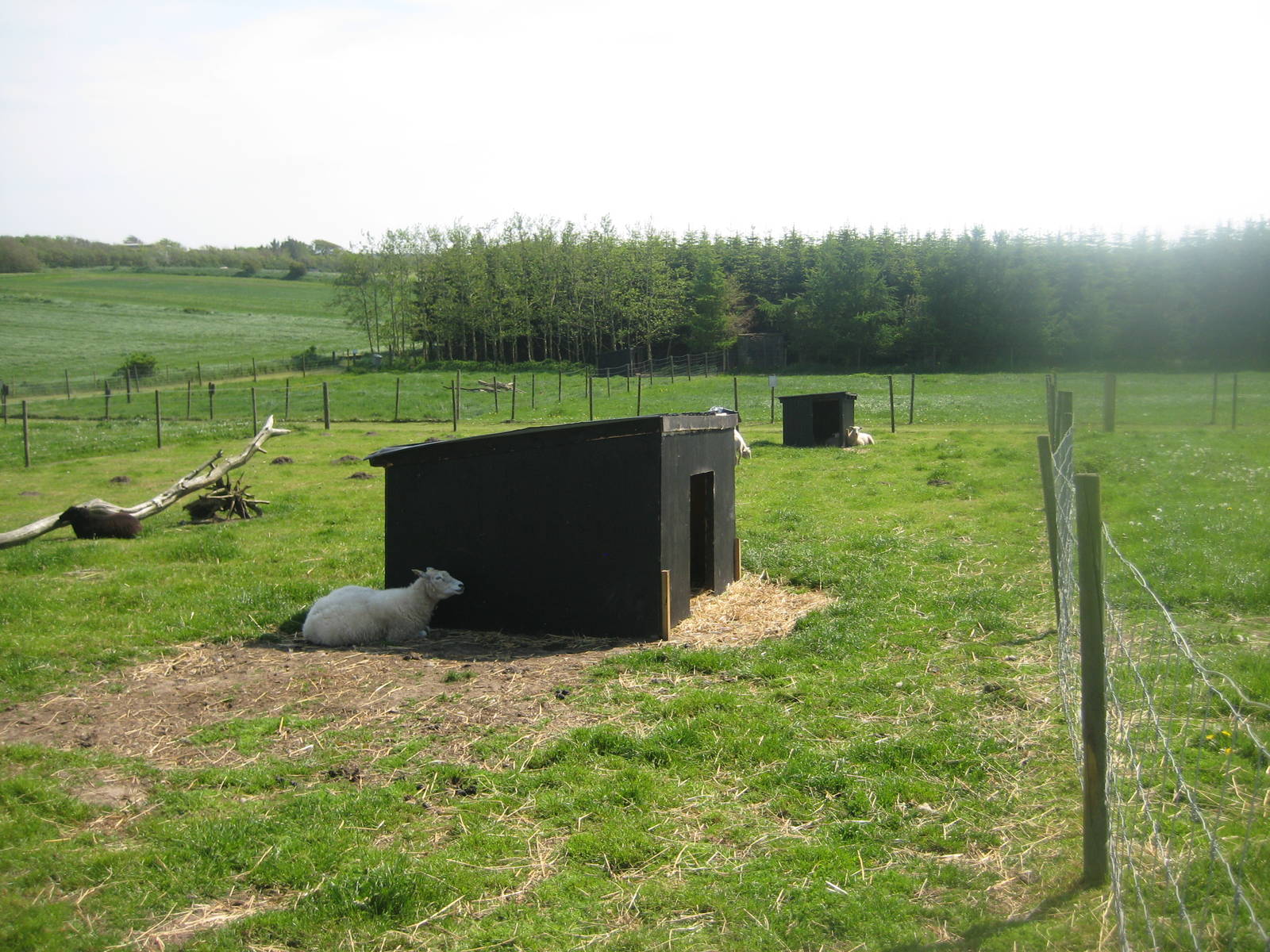 Hjortdal Dyrefarm - Sheep exhibit
