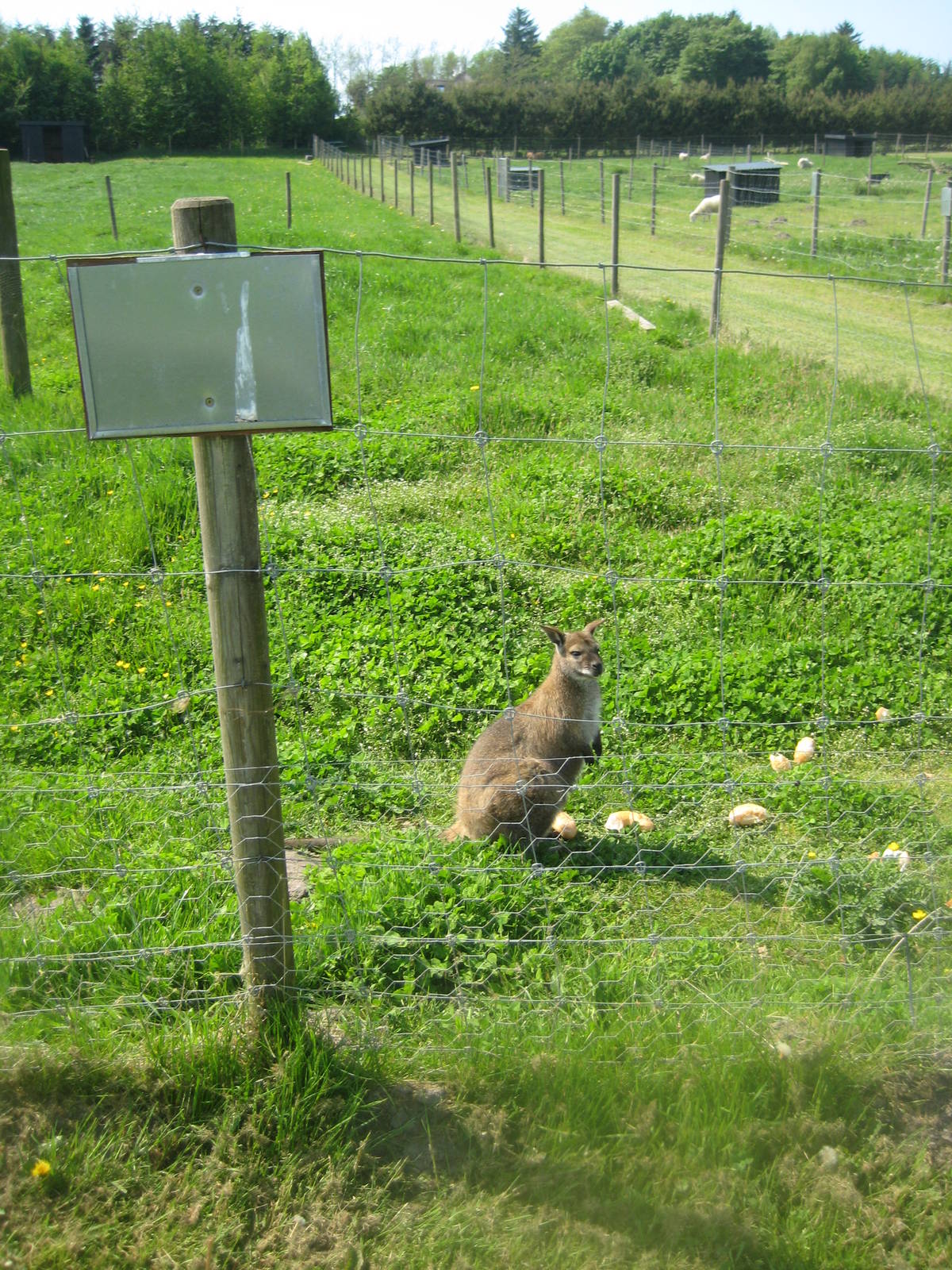 Hjortdal Dyrefarm - Wallaby exhibit