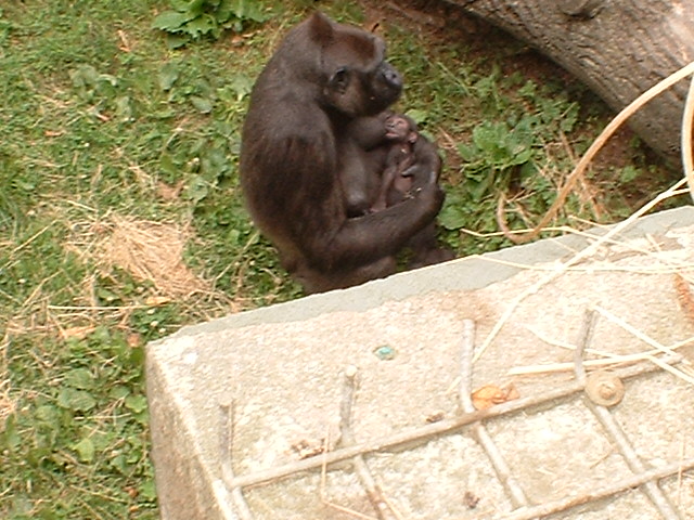 Hlala Kahilli and Ya Pili the gorillas at Jersey Zoo, 7 August 2003
