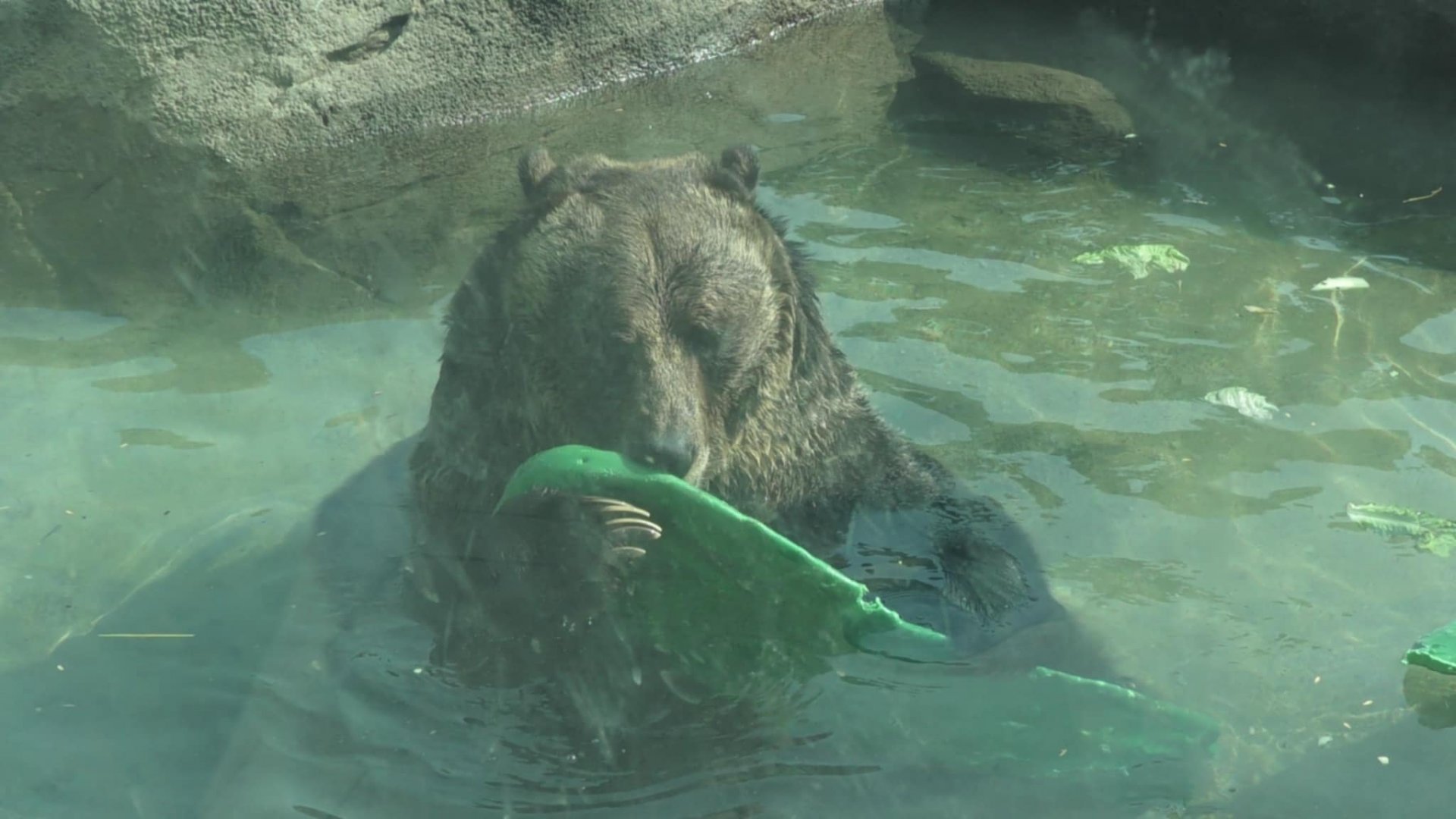 Hmm smells a little pickley