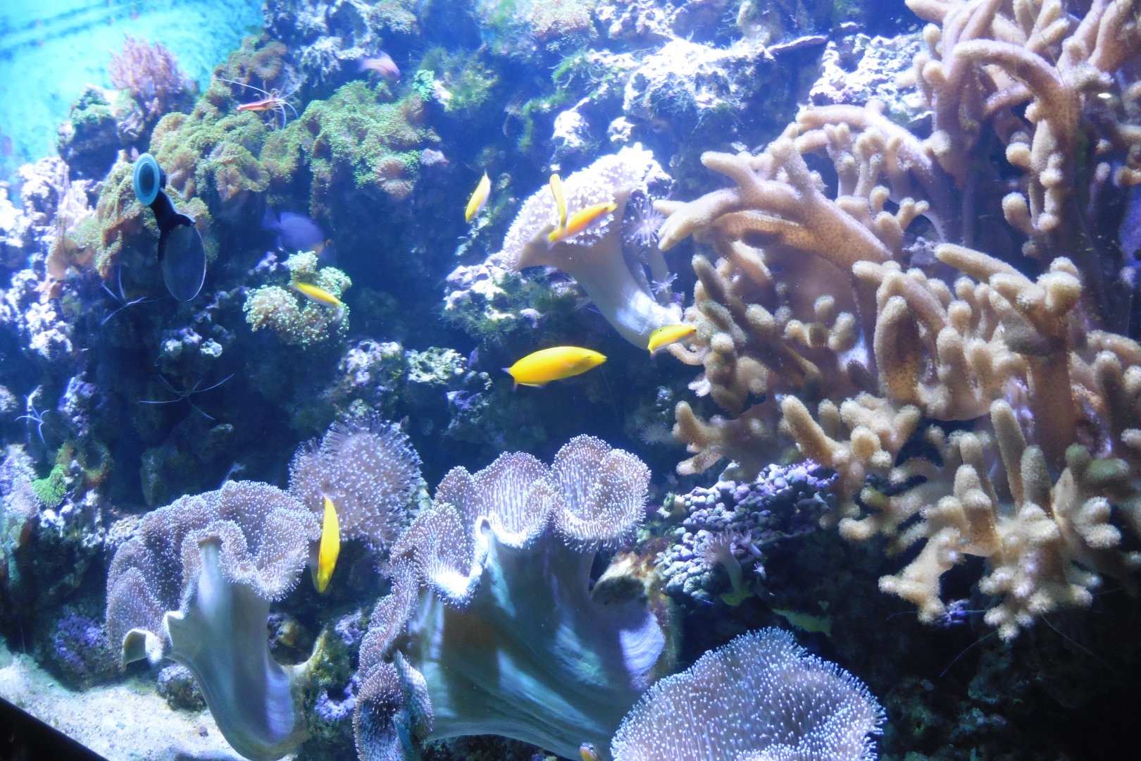 HMS Sub-Tropical tanks