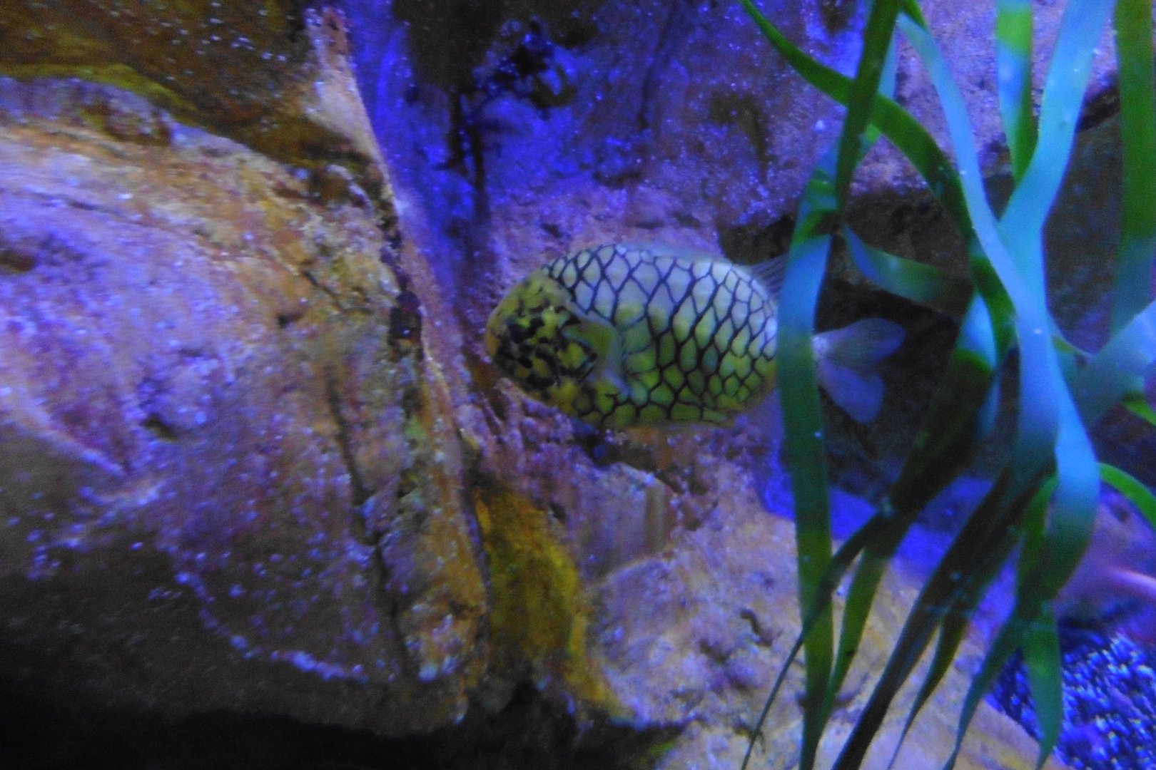 HMS Sub-Tropical tanks