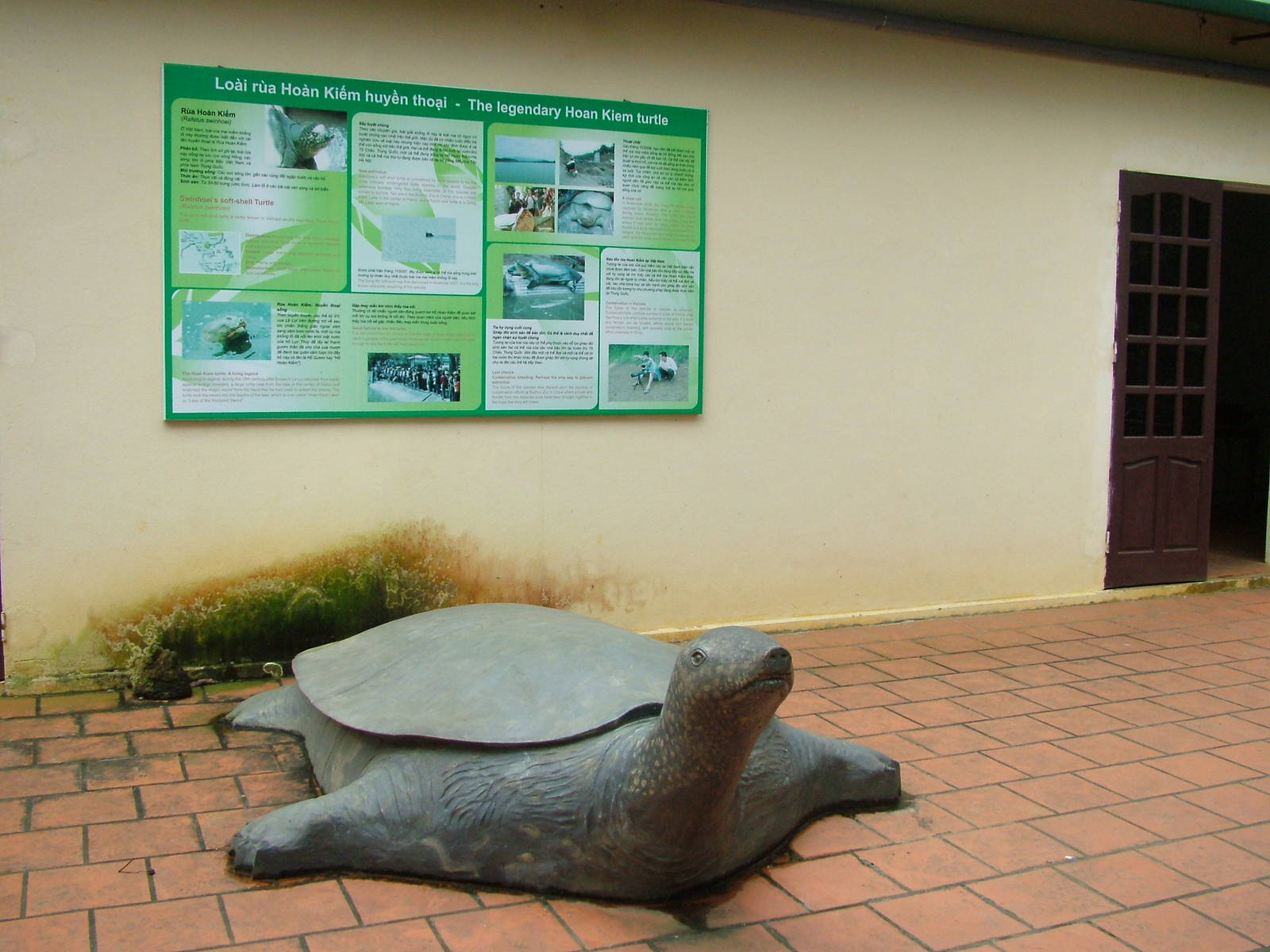 Hoan Kiem Turtle Display at the Turtle Centre, Cuc Phuong, 10/03/12