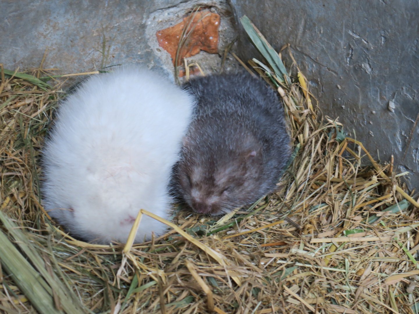 hoary bamboo rat (Rhizomys pruinosus)