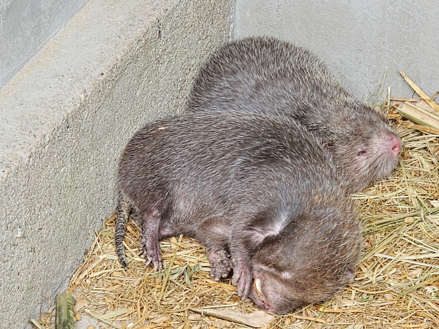 Hoary Bamboo Rat Rhizomys pruinosus (?)