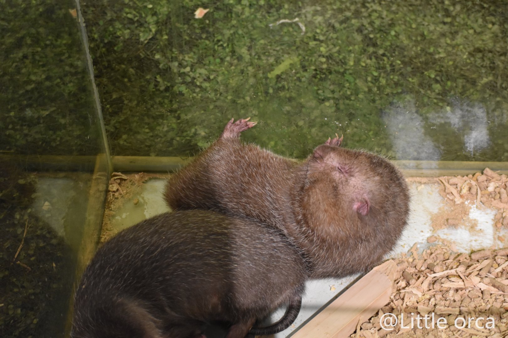 Hoary Bamboo Rats（ Rhizomys pruinosus）