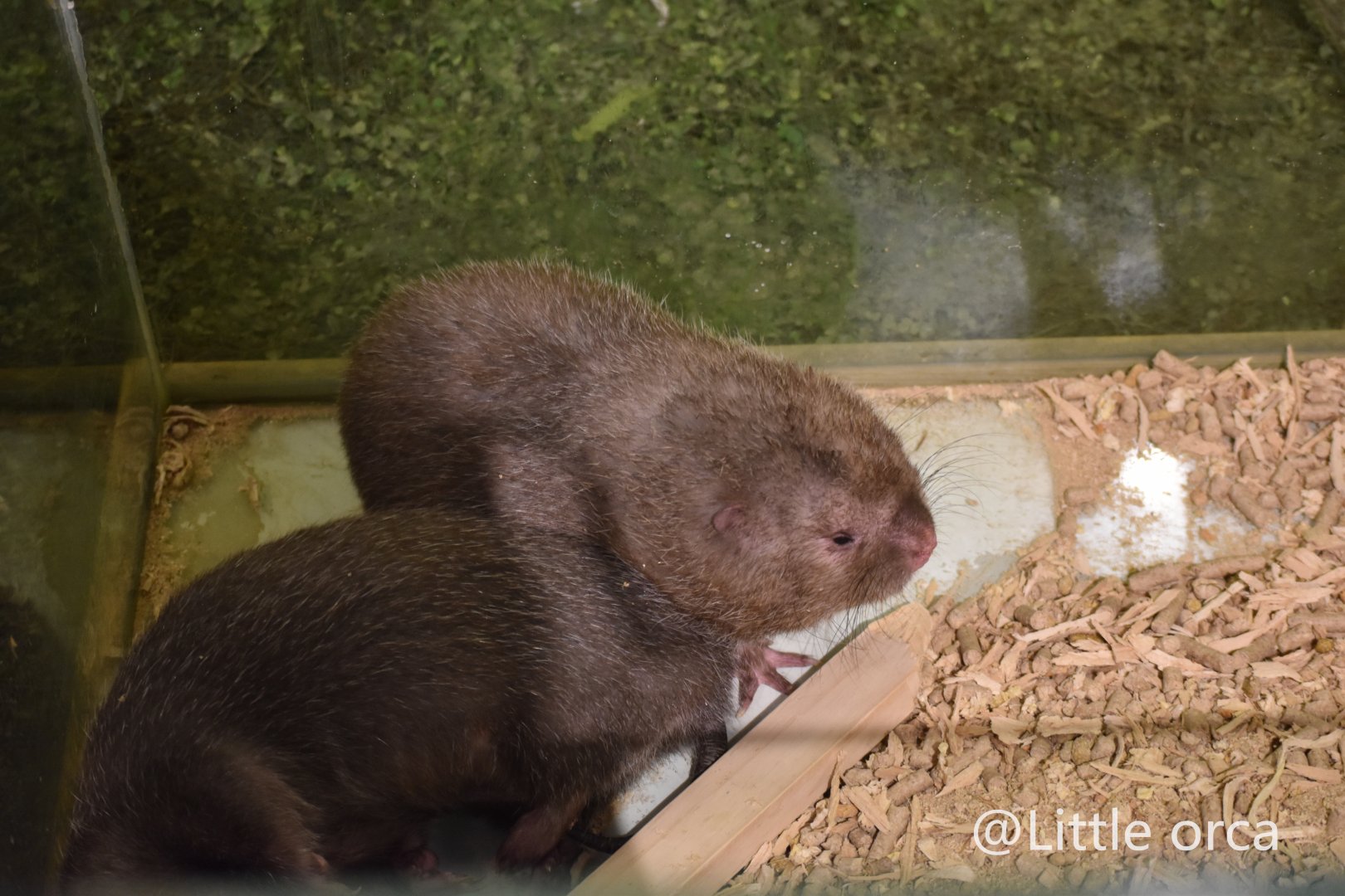Hoary Bamboo Rats（ Rhizomys pruinosus）