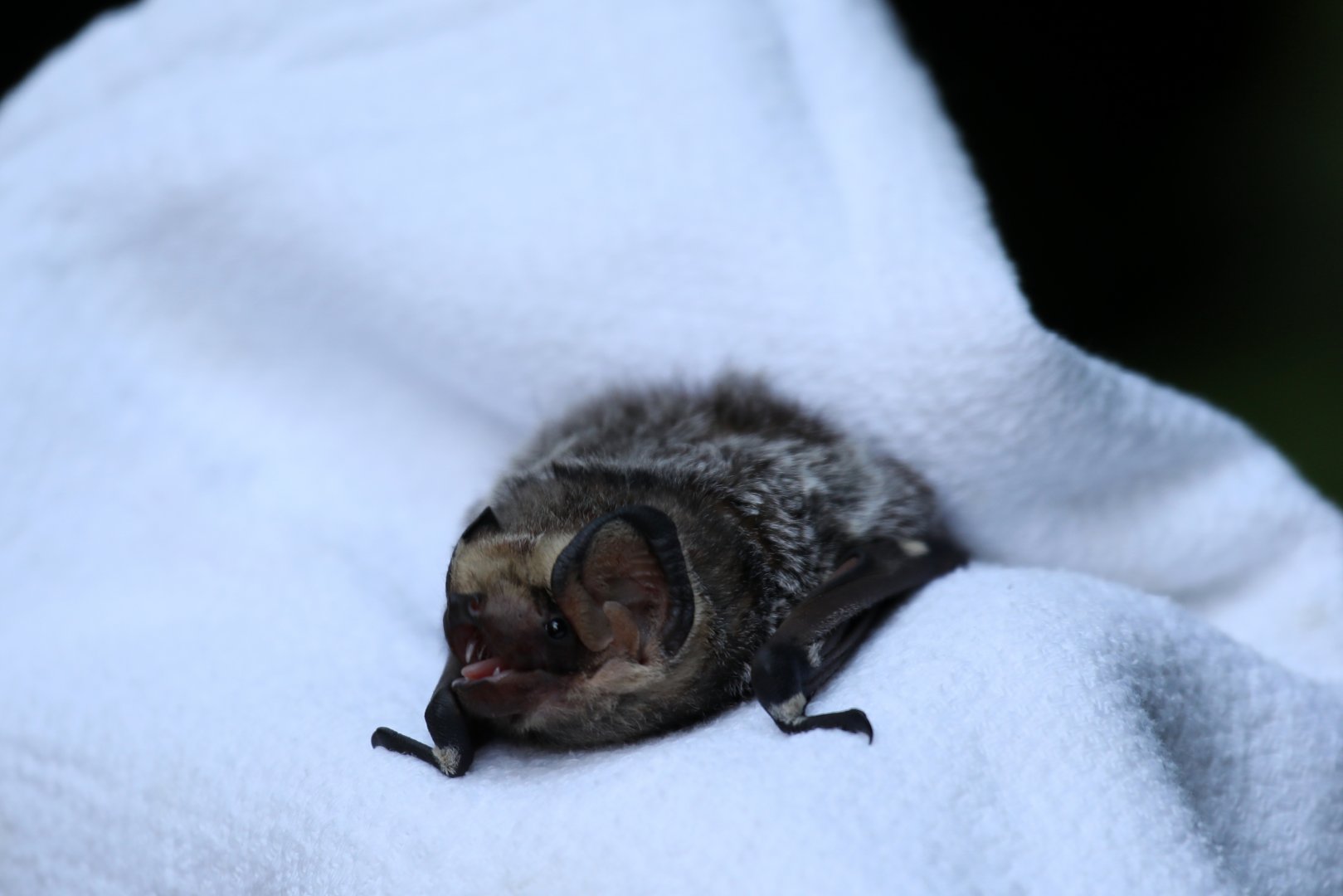 hoary bat (Aeorestes cinereus)