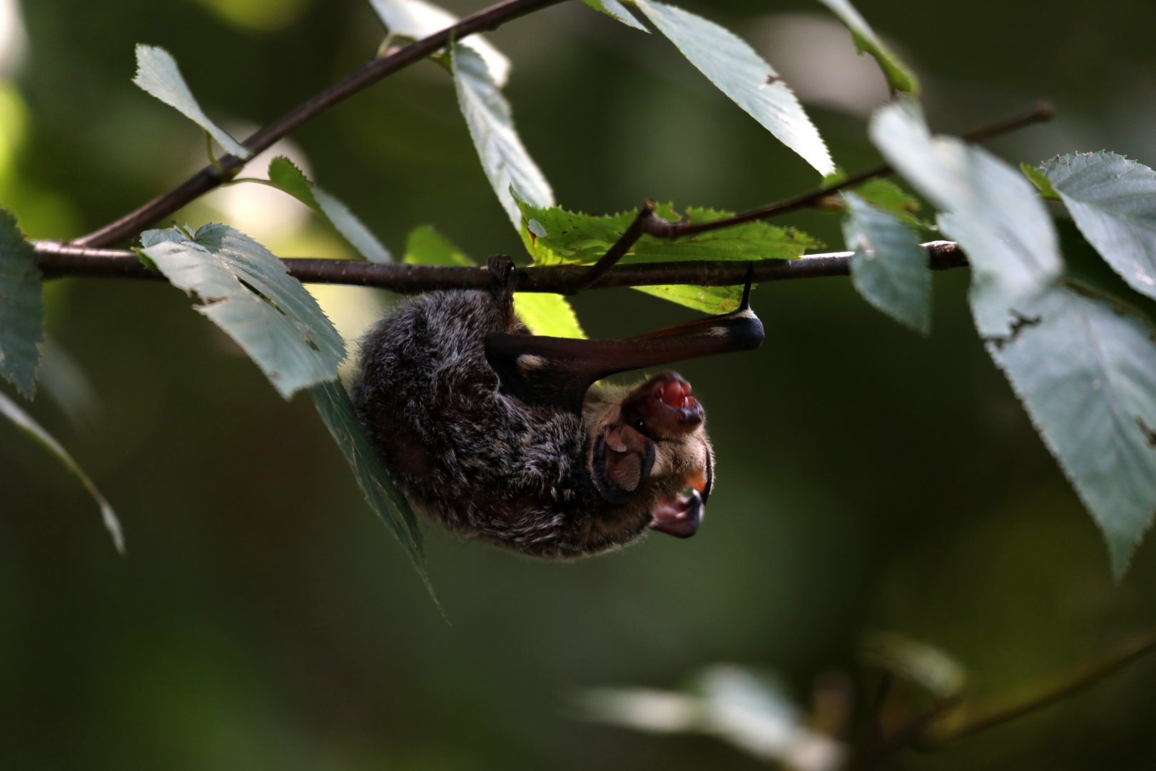 hoary bat (Aeorestes cinereus)