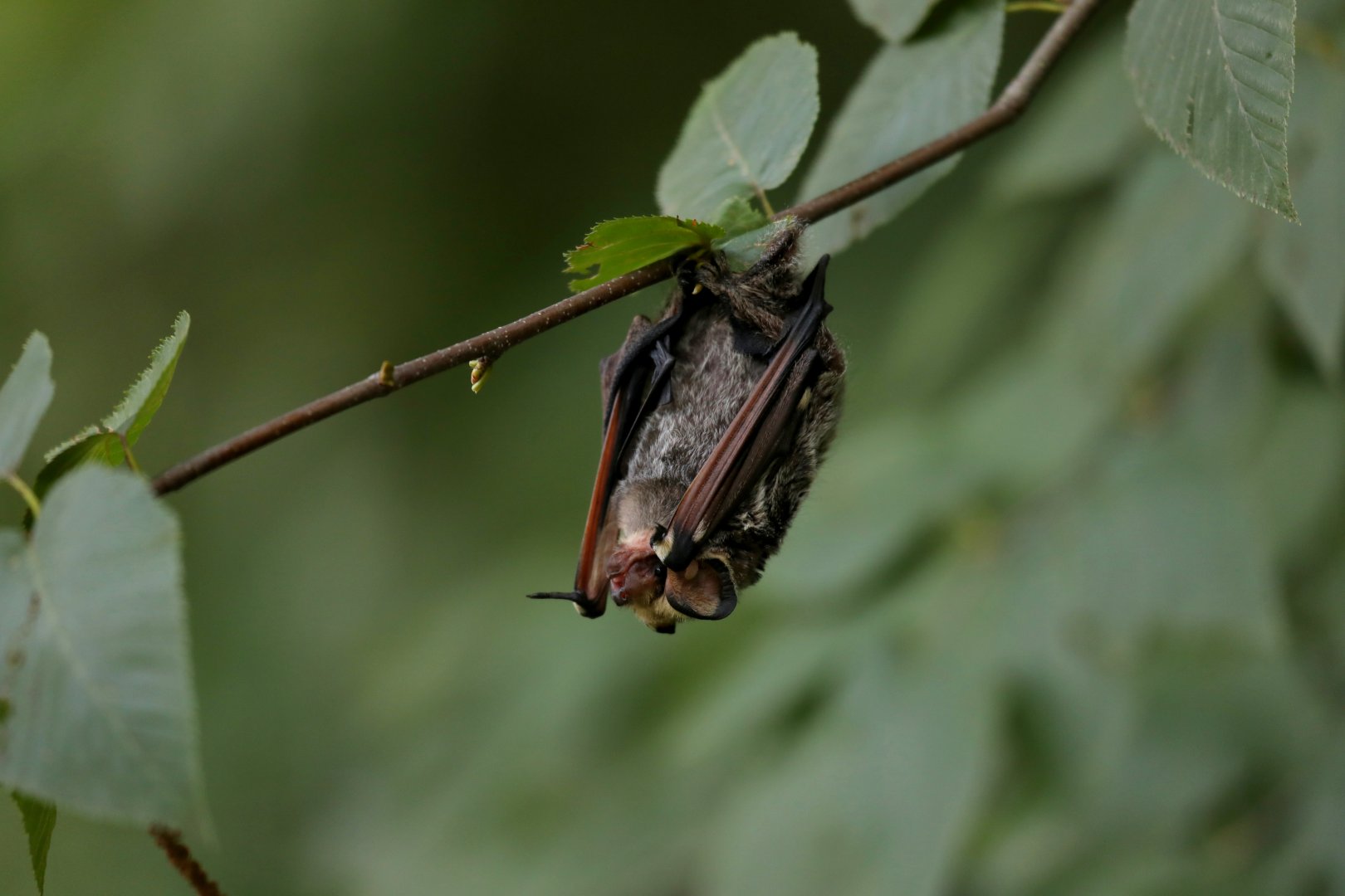 hoary bat (Aeorestes cinereus)