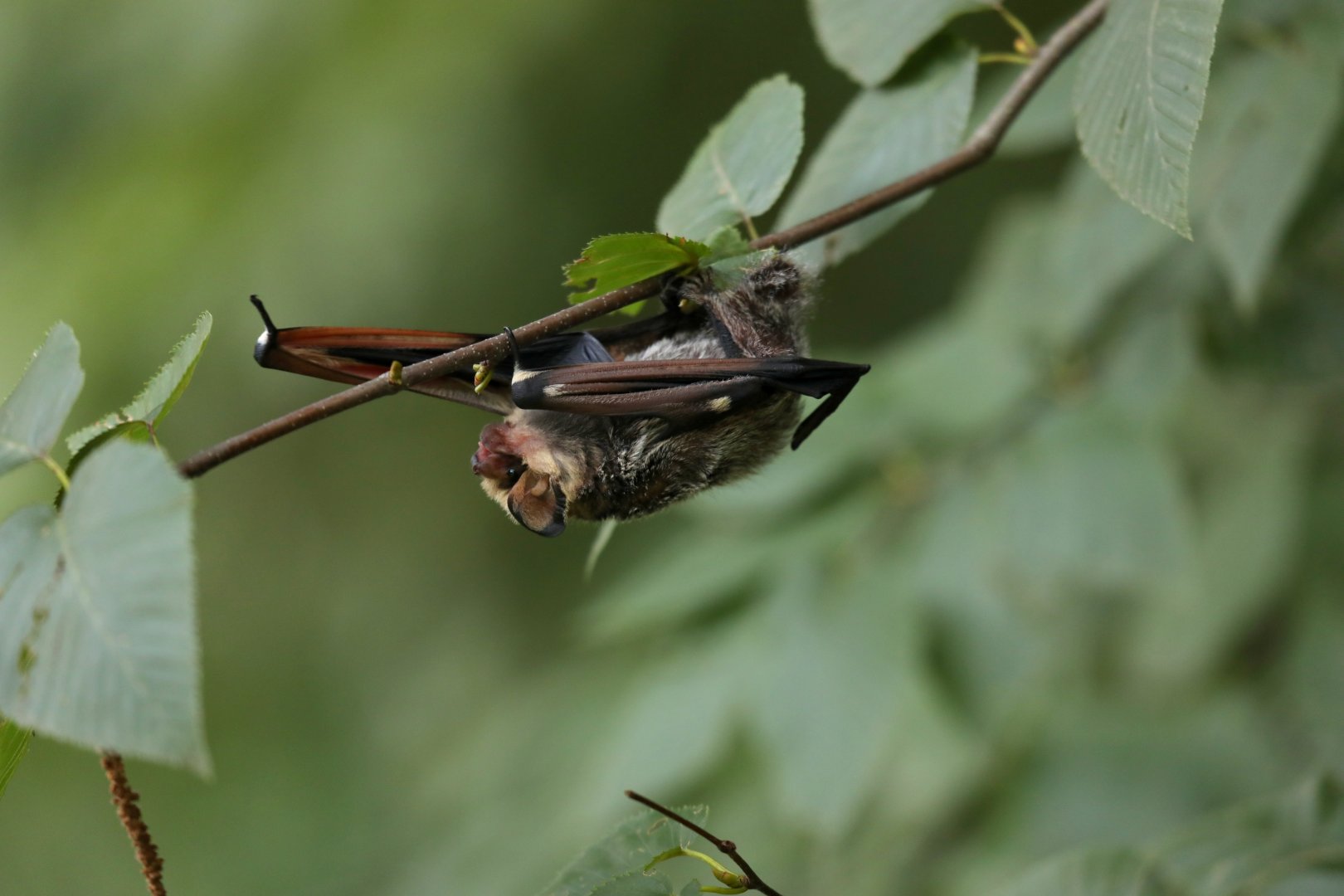hoary bat (Aeorestes cinereus)