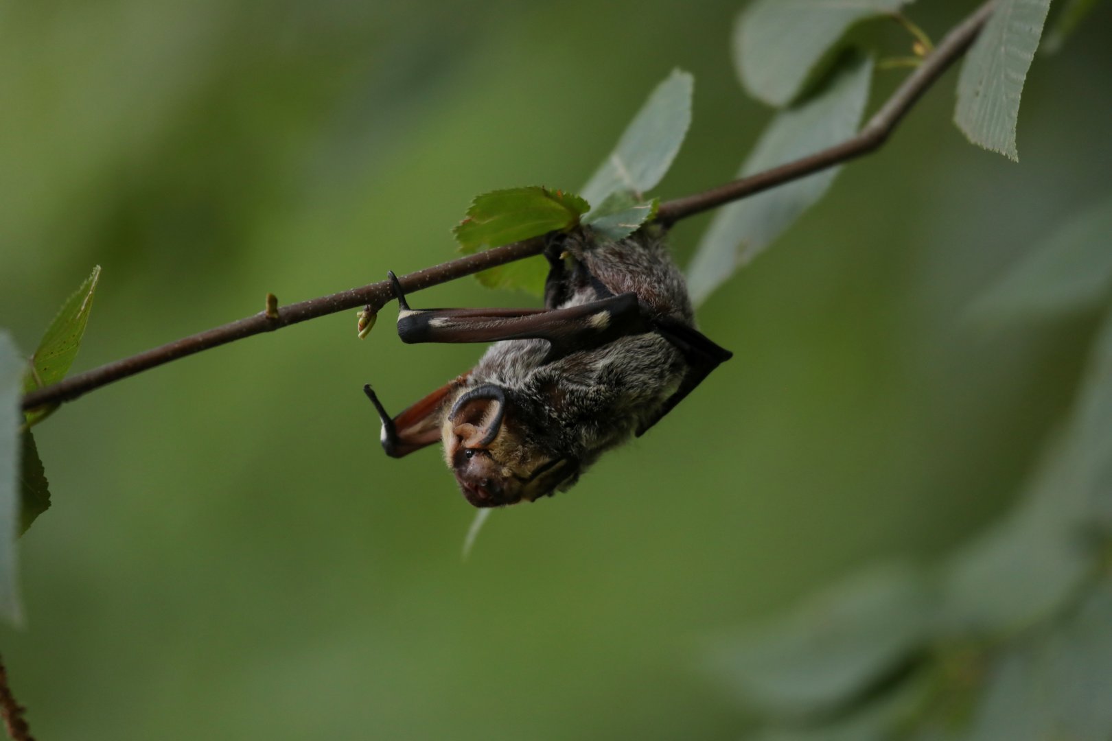 hoary bat (Aeorestes cinereus)