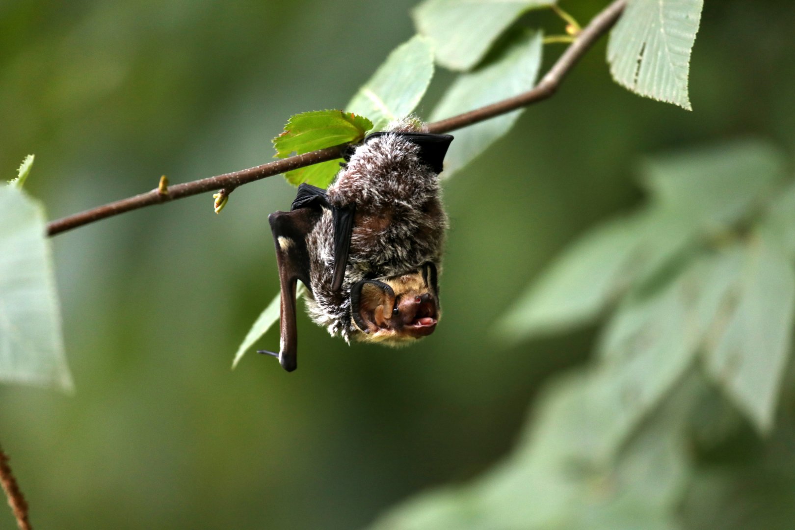 hoary bat (Aeorestes cinereus)