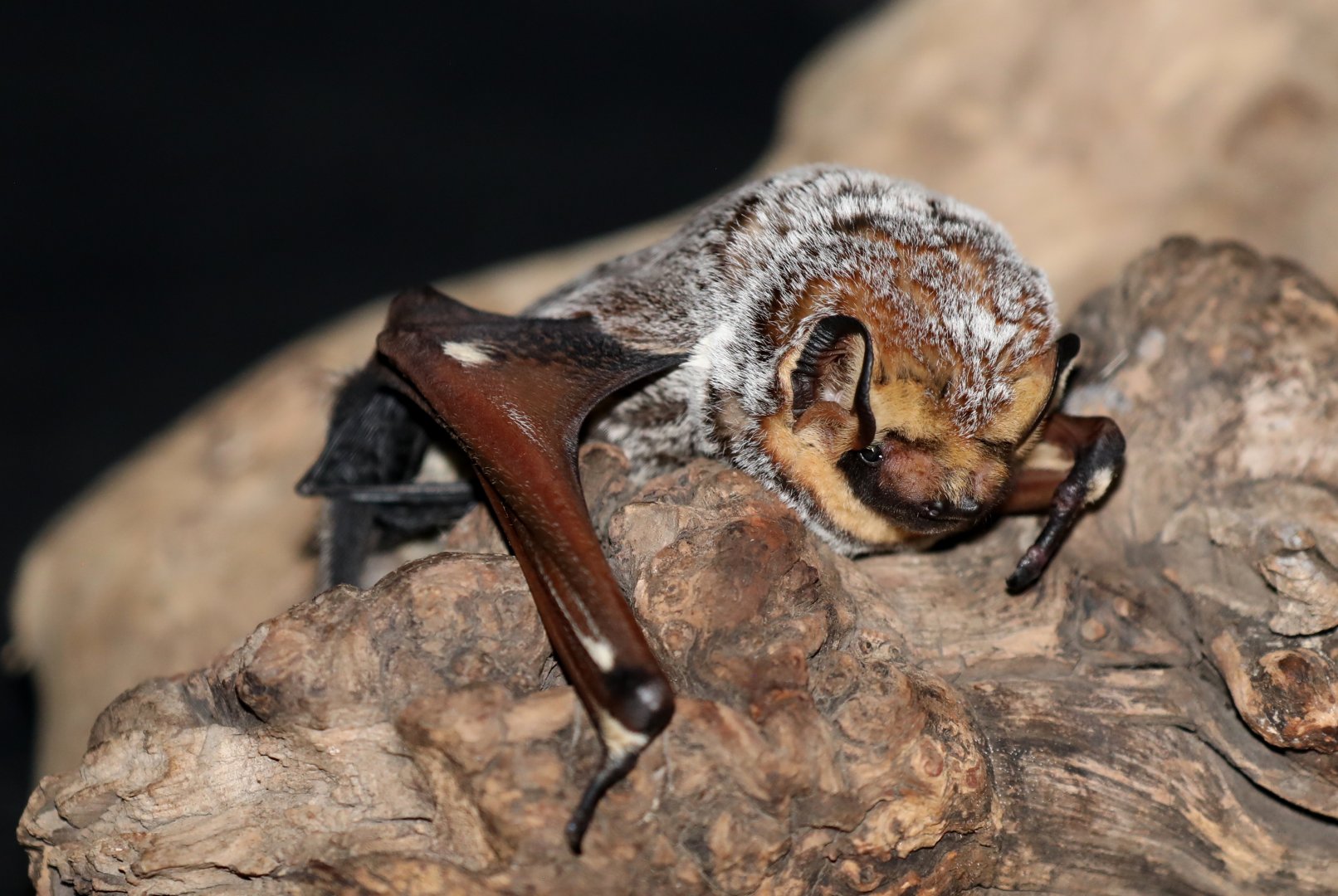 Hoary Bat (Lasiurus cinereus)