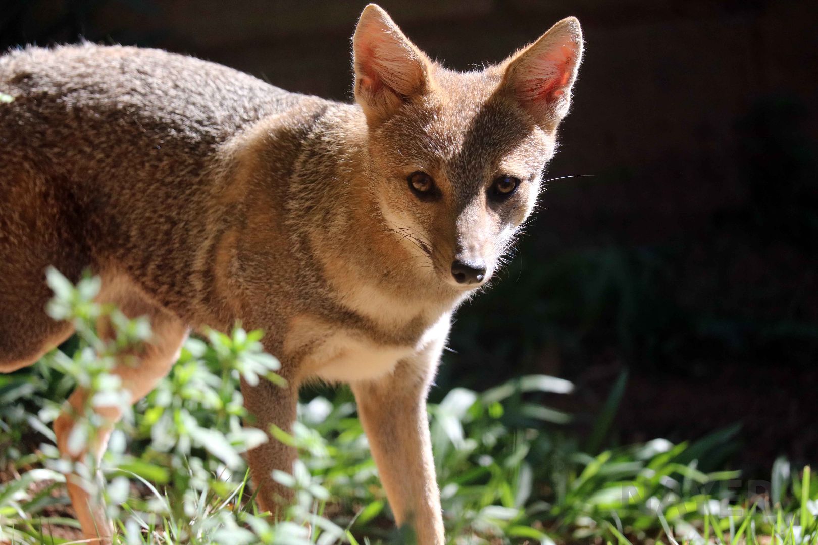 Hoary fox, April 2016