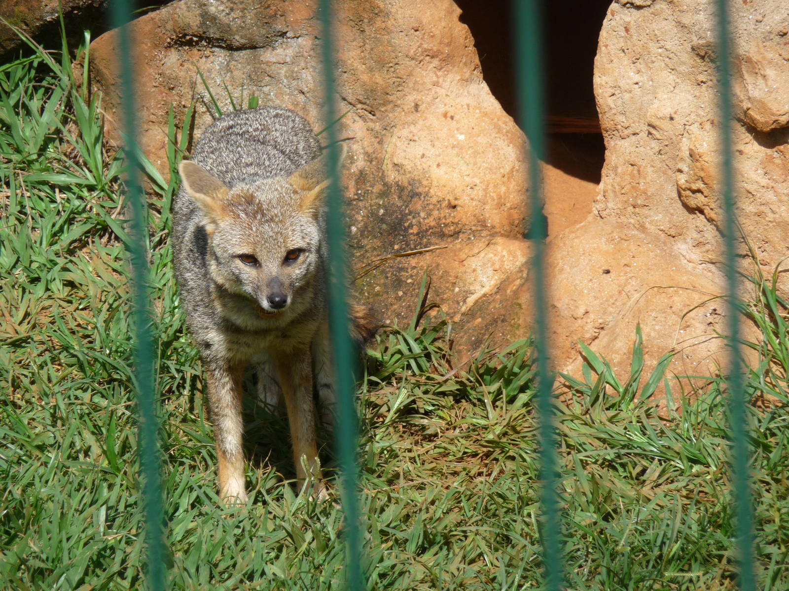 hoary fox brasilia zoo