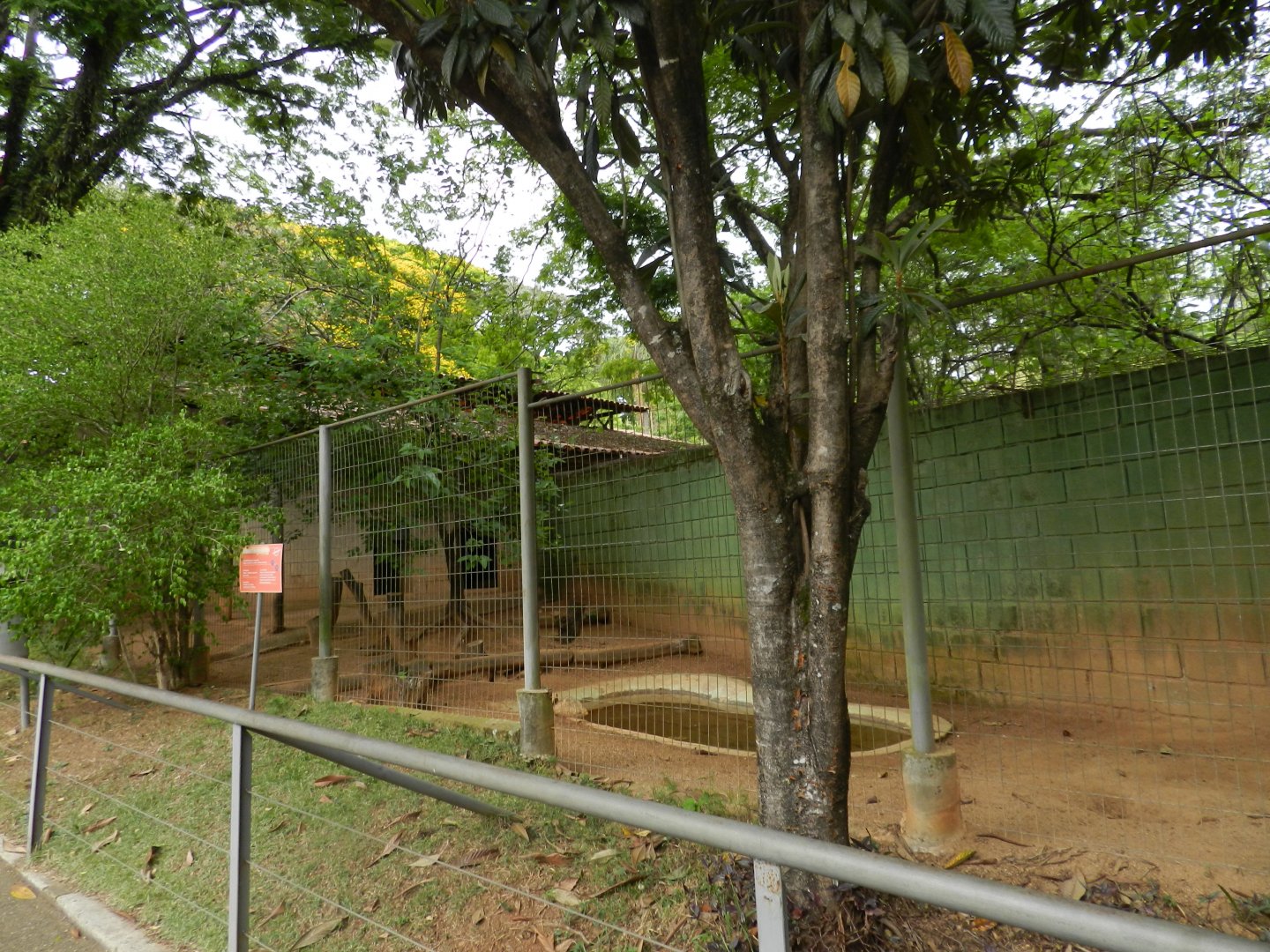 Hoary fox exhibit - Sorocaba zoo (PZMQB)