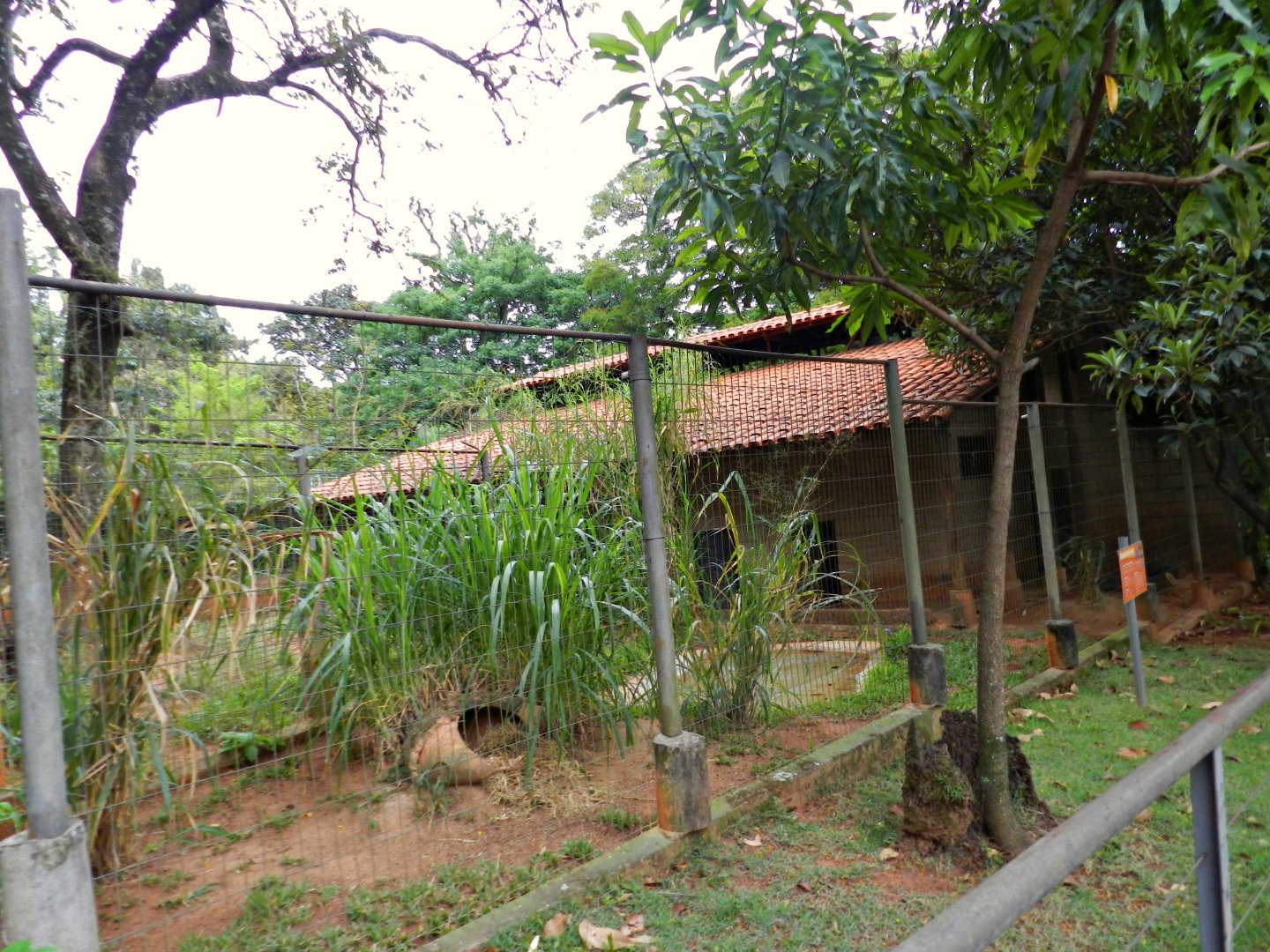 Hoary fox exhibit - Sorocaba zoo (PZMQB)