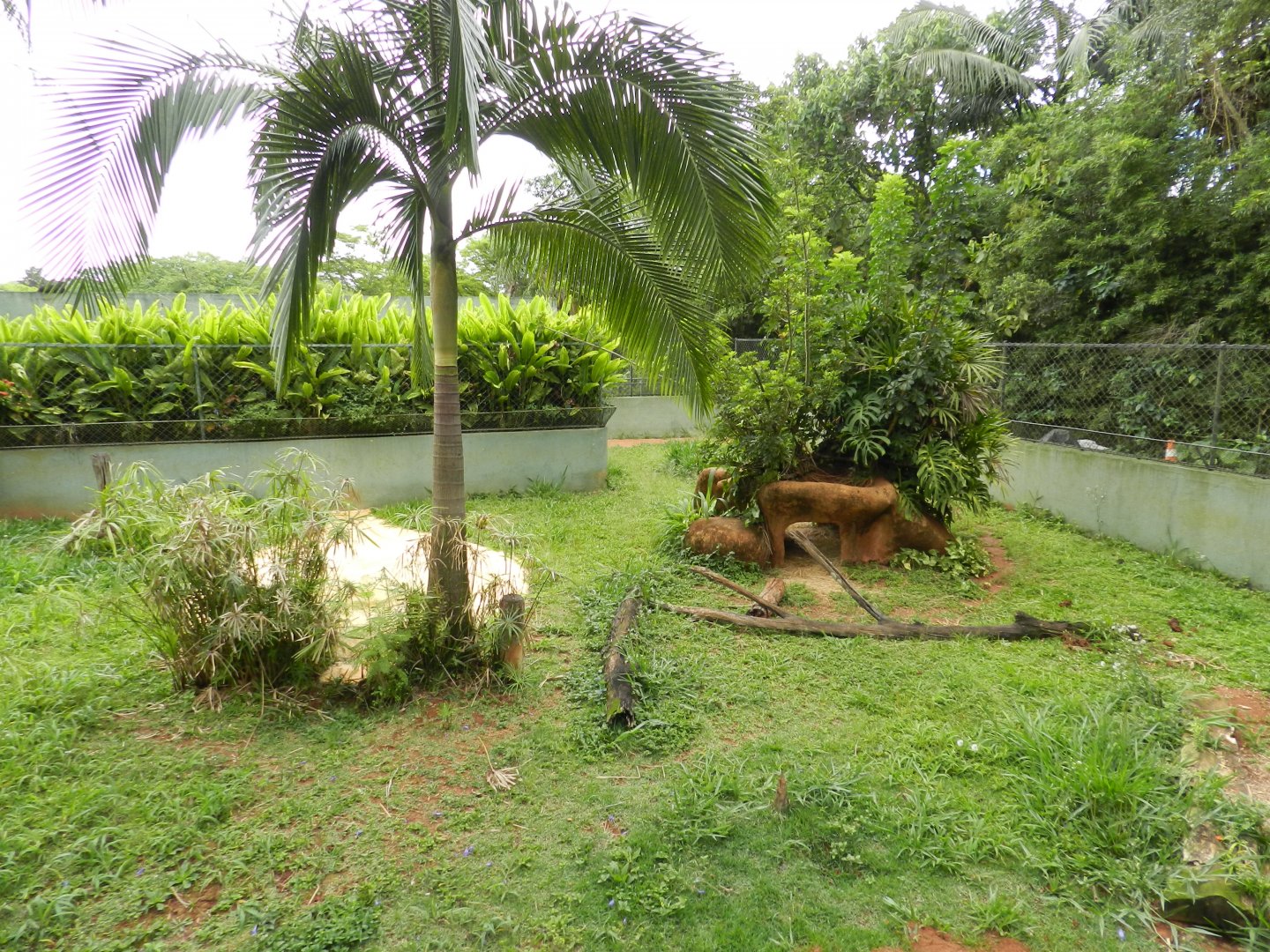 Hoary fox exhibit - Zoo São Paulo