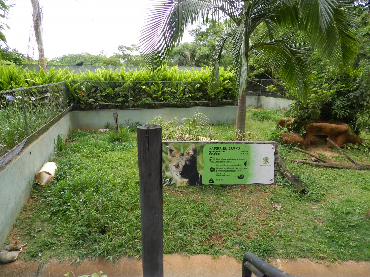 Hoary fox exhibit - Zoo São Paulo