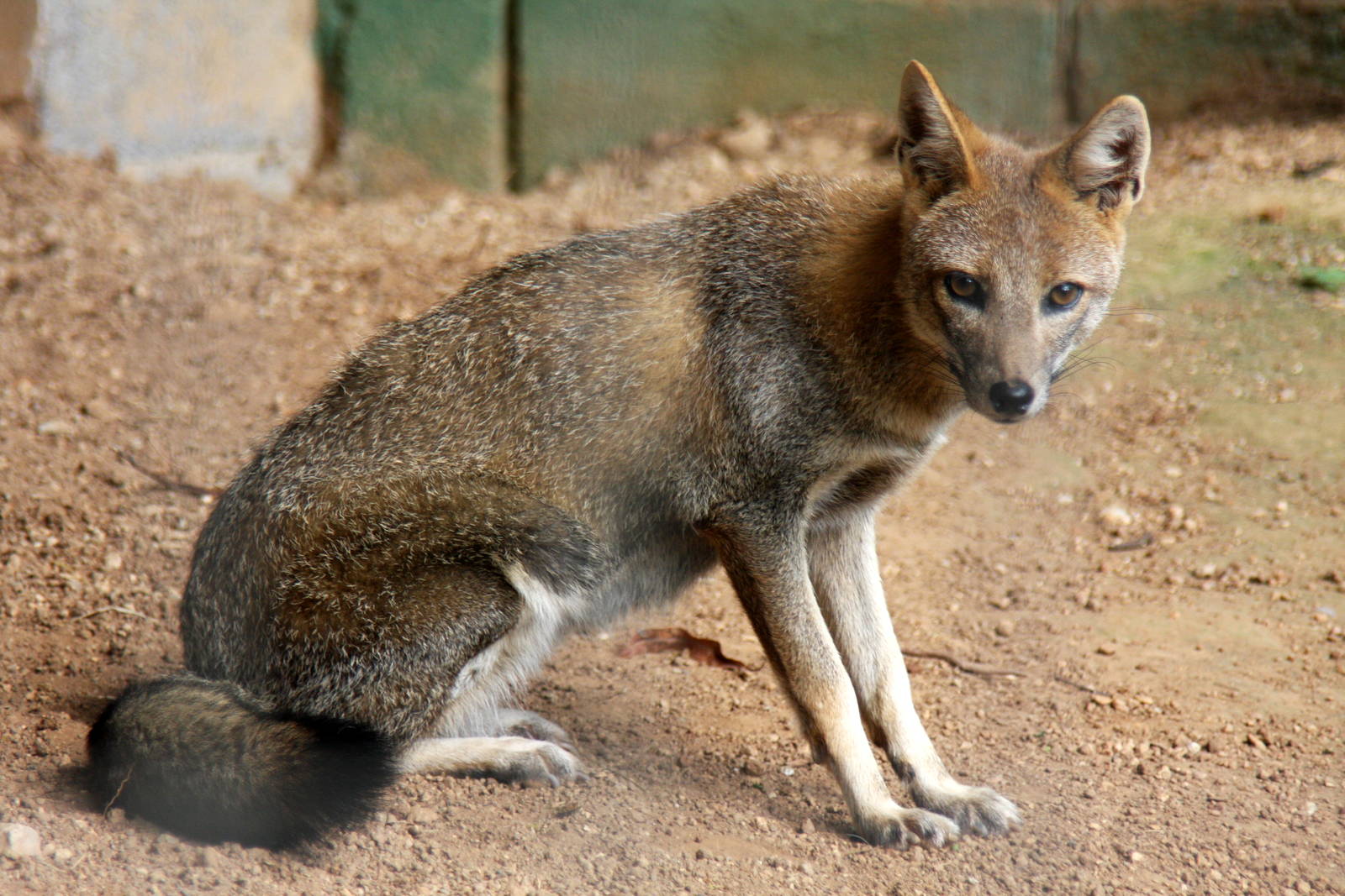 hoary fox (Lycalopex vetulus)