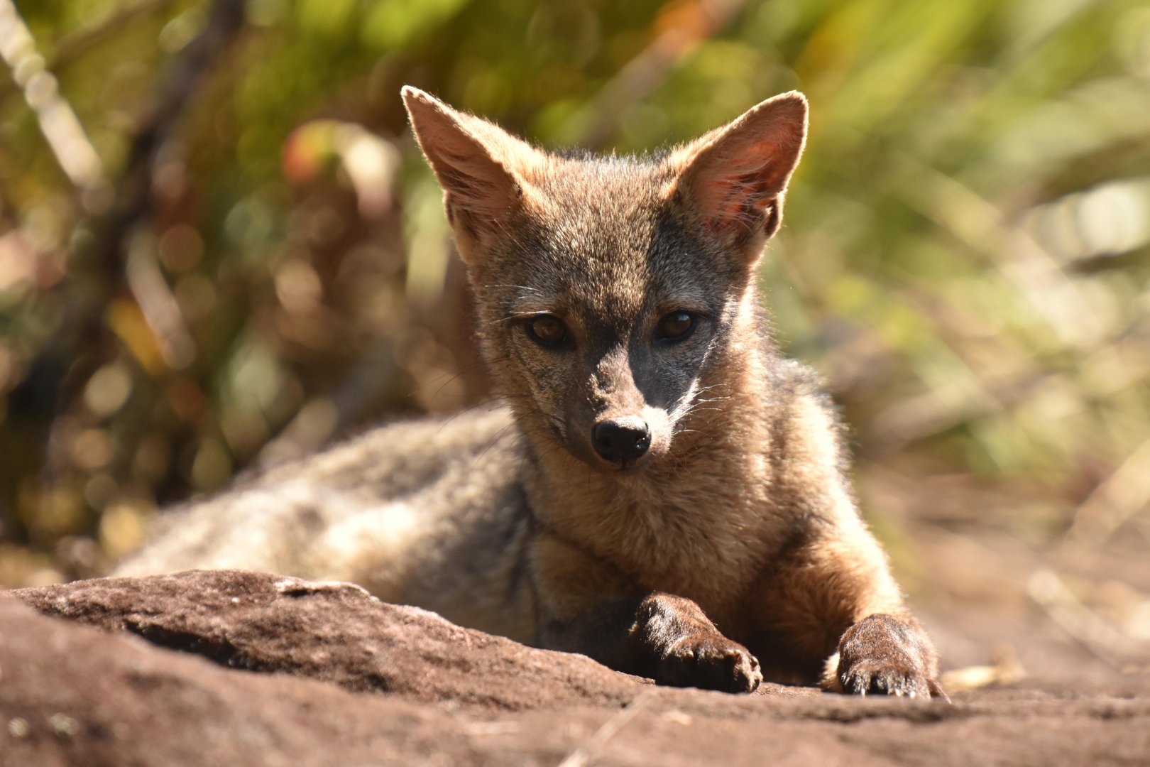 Hoary fox (Lycalopex vetulus)