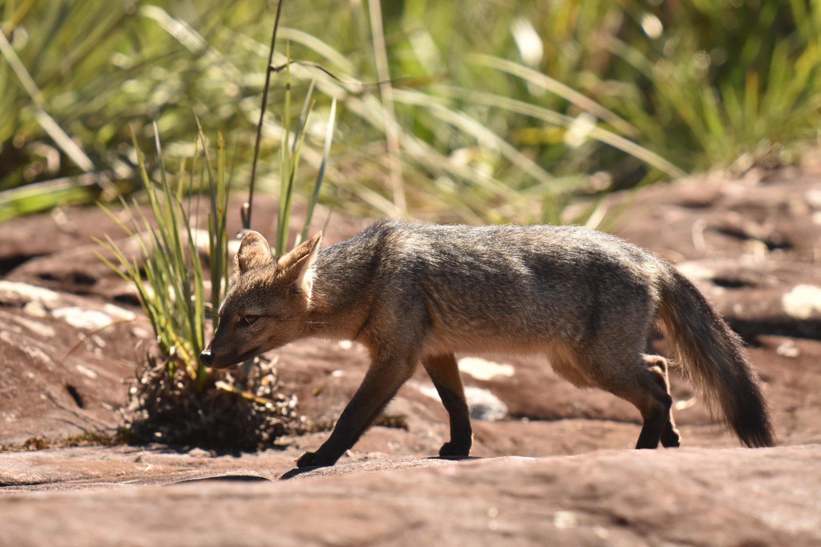 Hoary fox (Lycalopex vetulus)