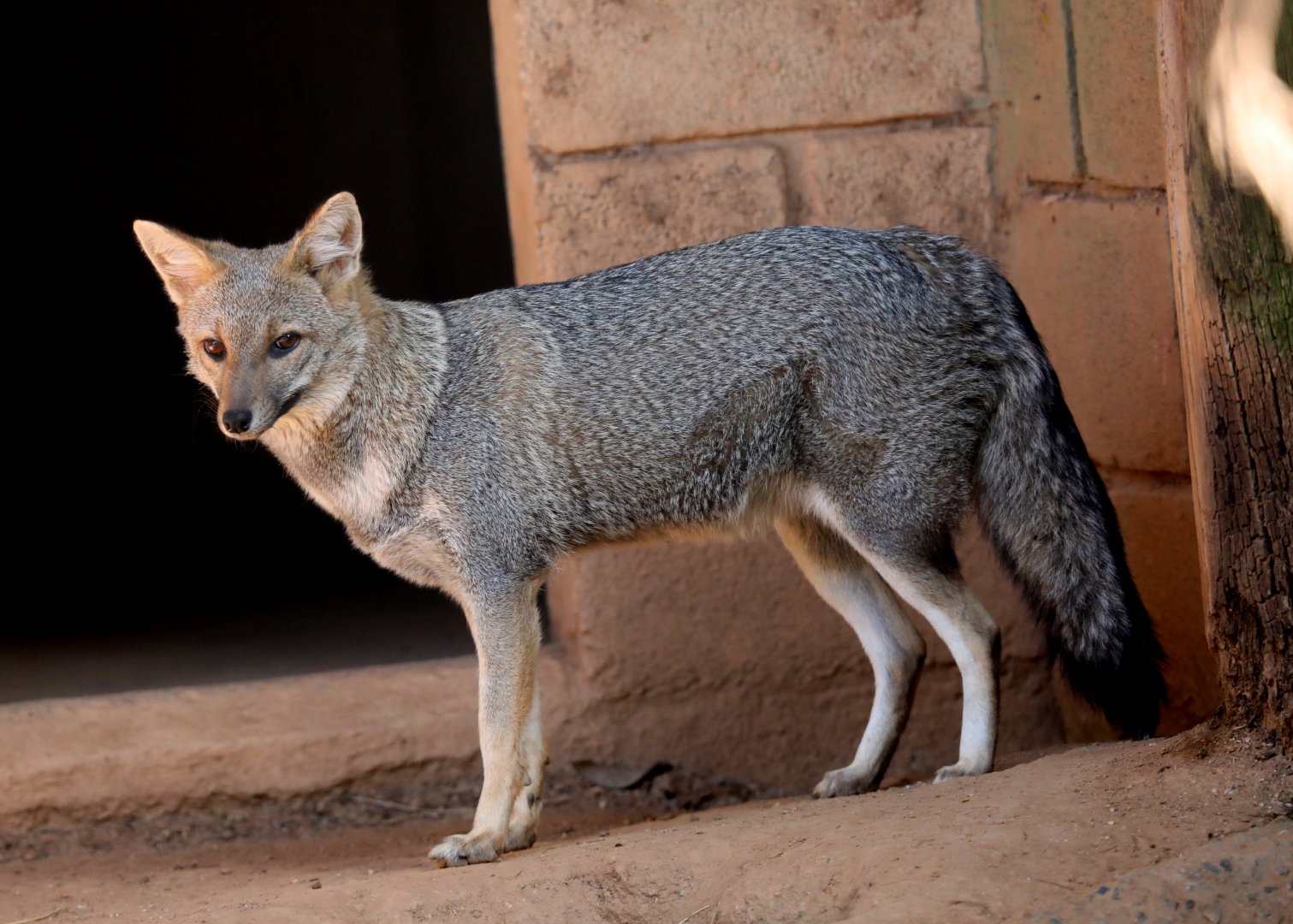 hoary fox (Lycalopex vetulus)
