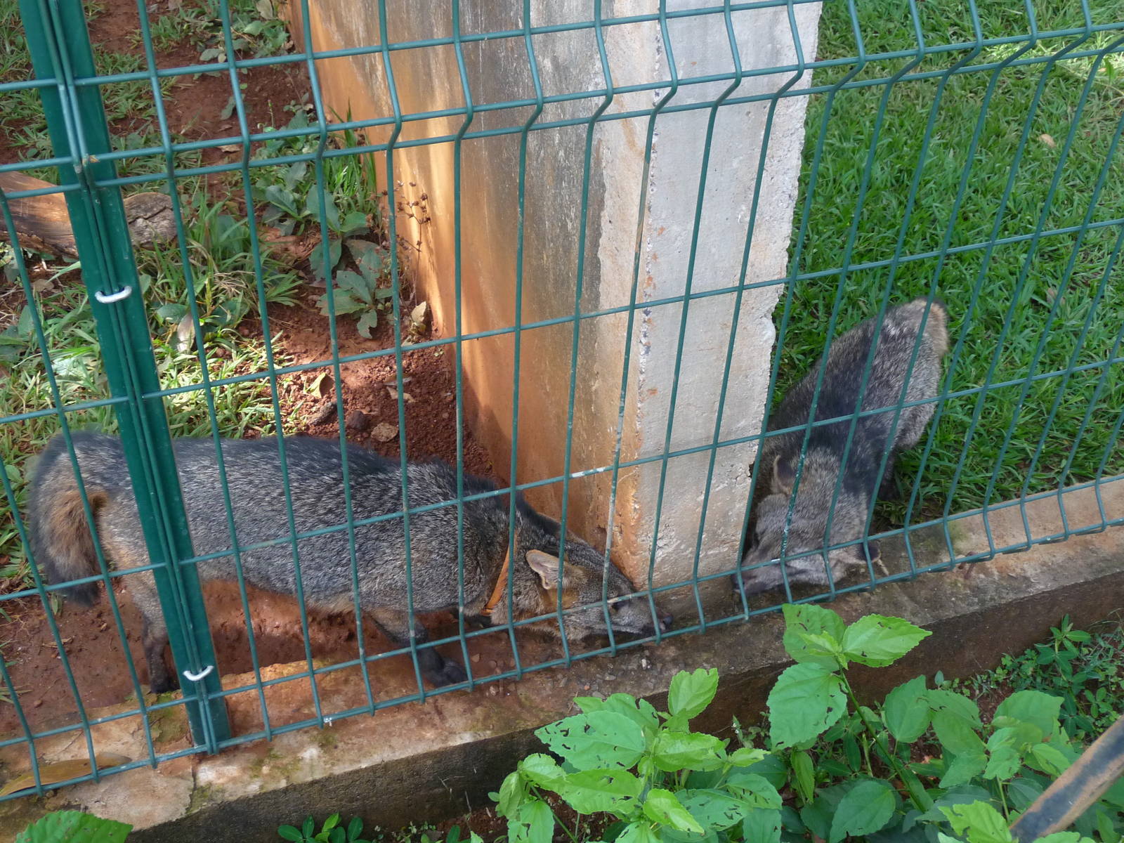 hoary foxes brasilia zoo