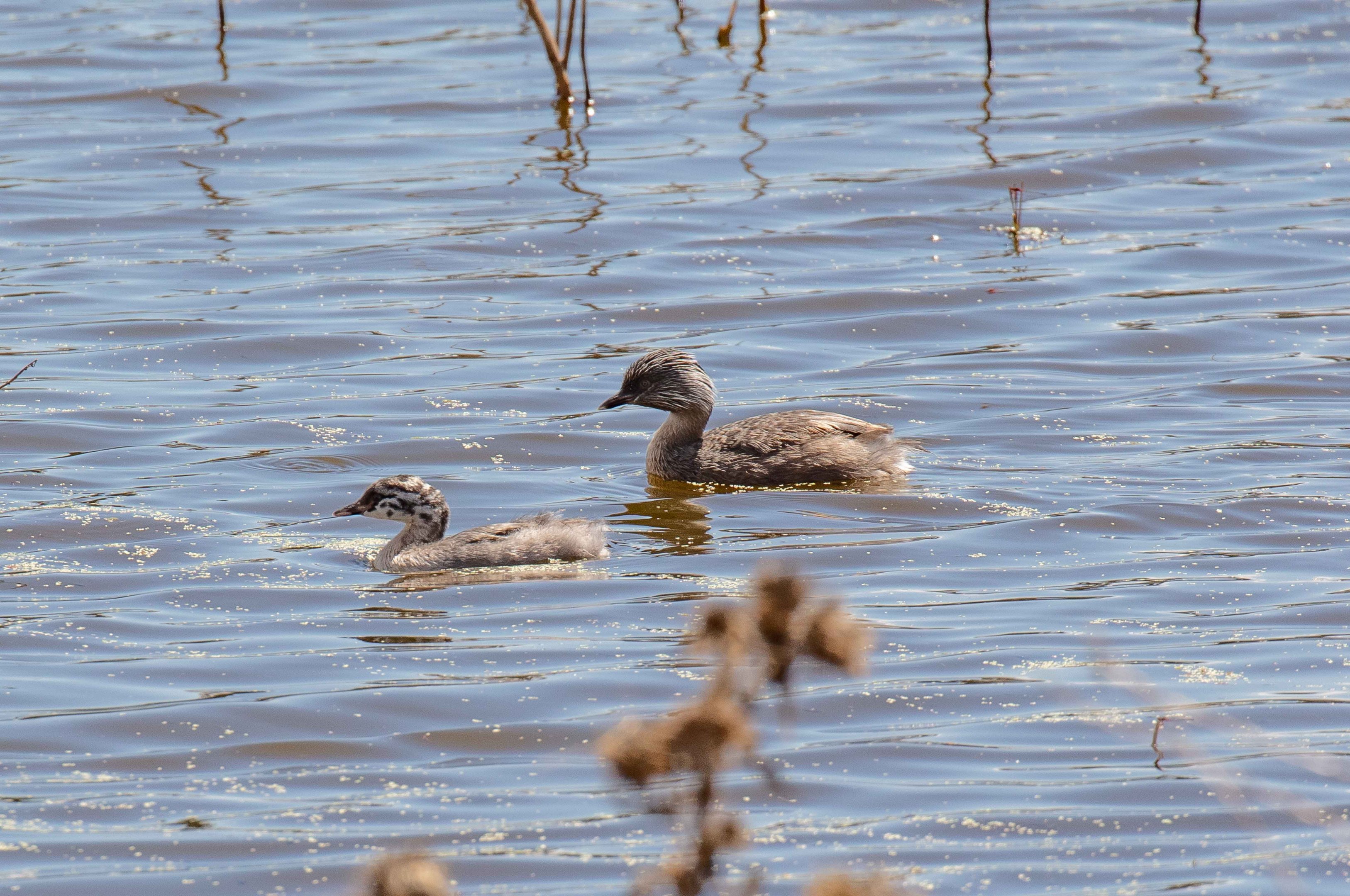 Hoary-headed Grebe and juvenile