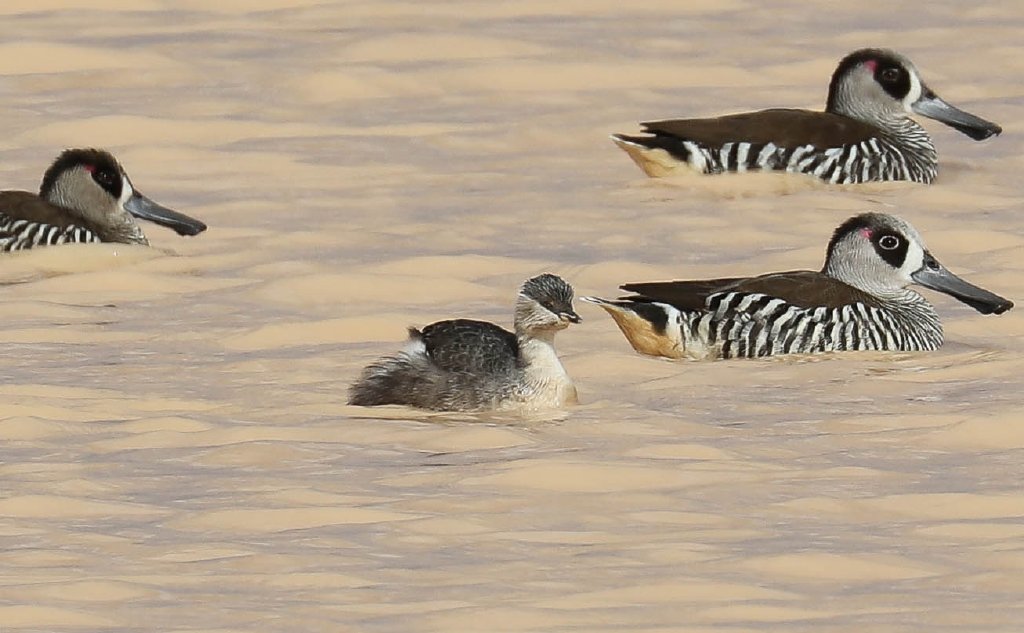 Hoary-headed Grebe and Pink-eared Ducks