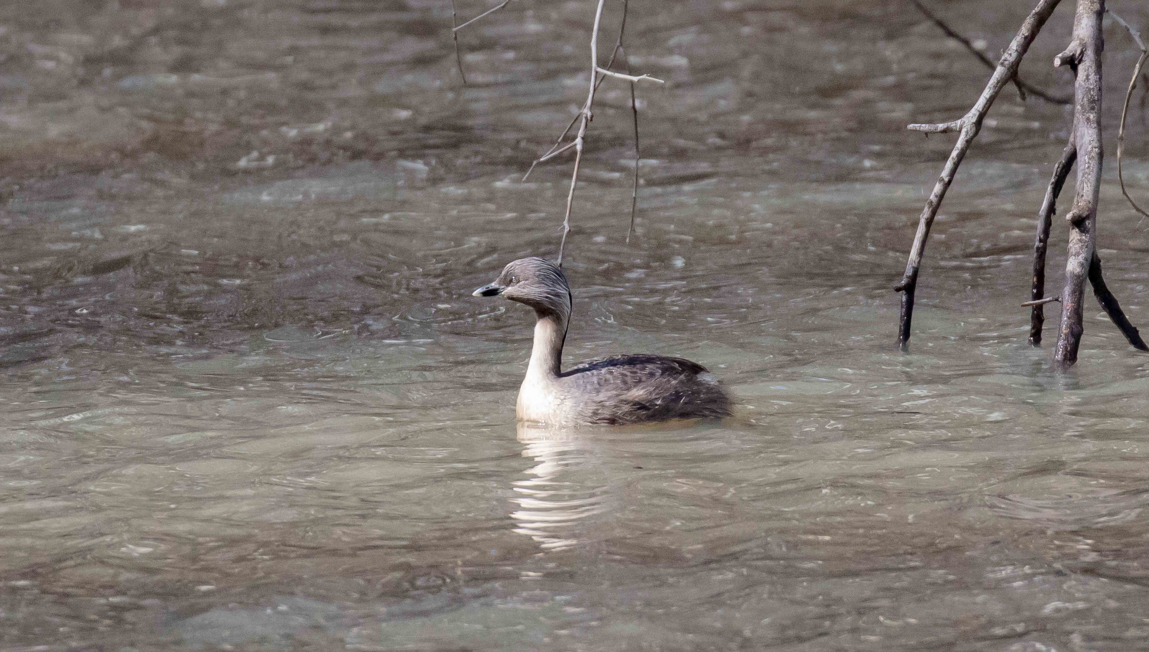 Hoary-headed Grebe
