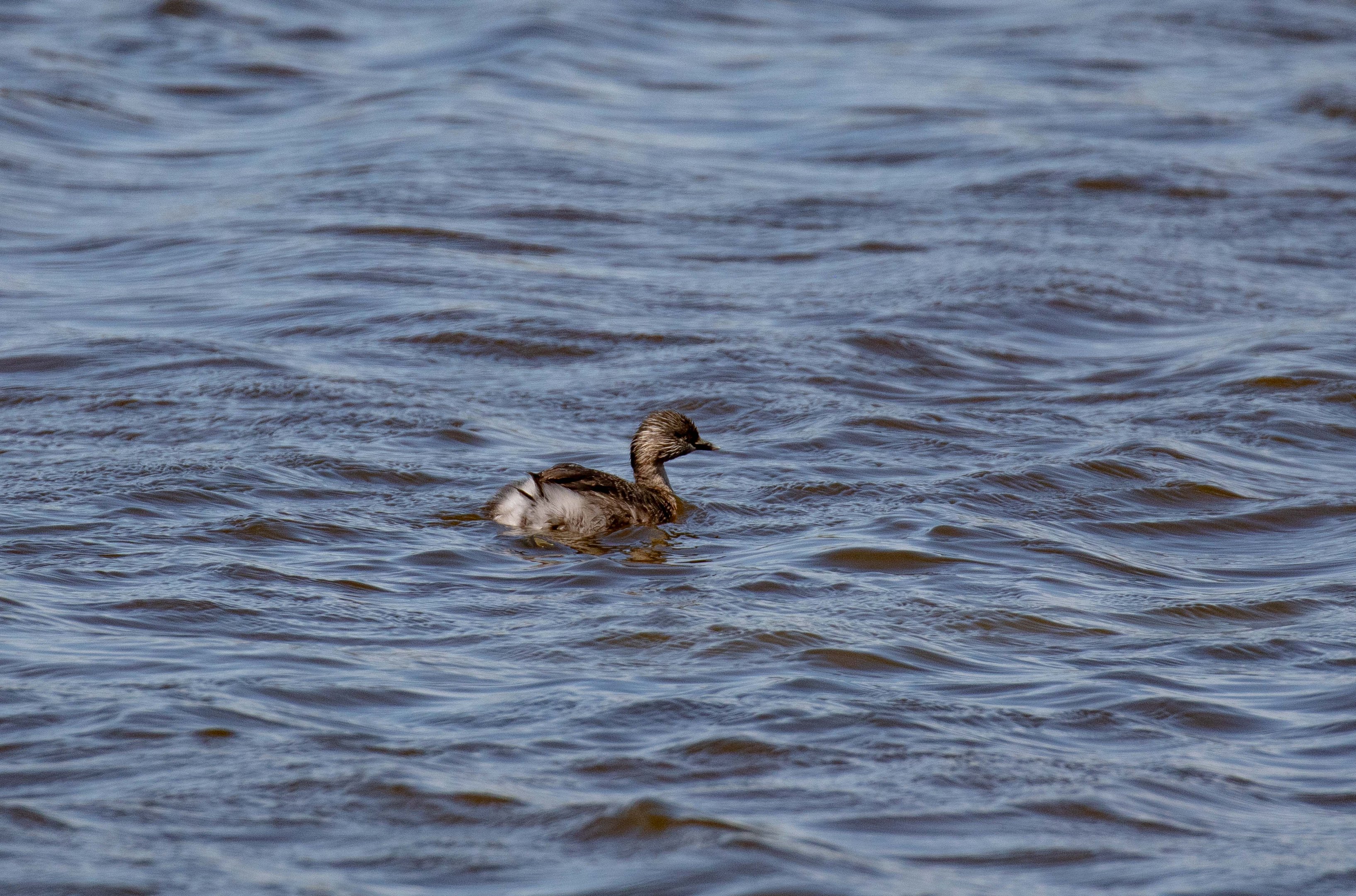 Hoary-headed Grebe