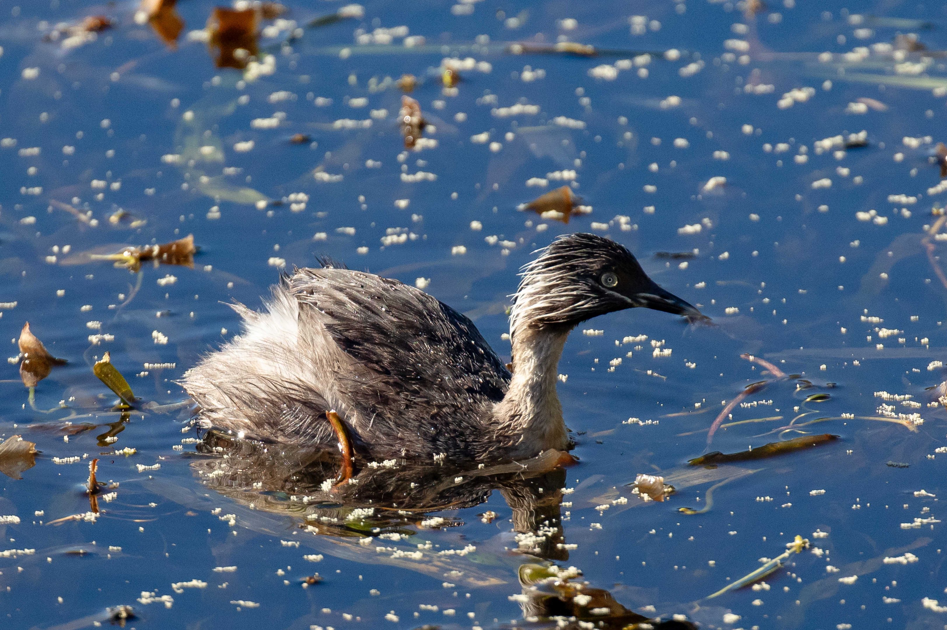 Hoary-headed Grebe