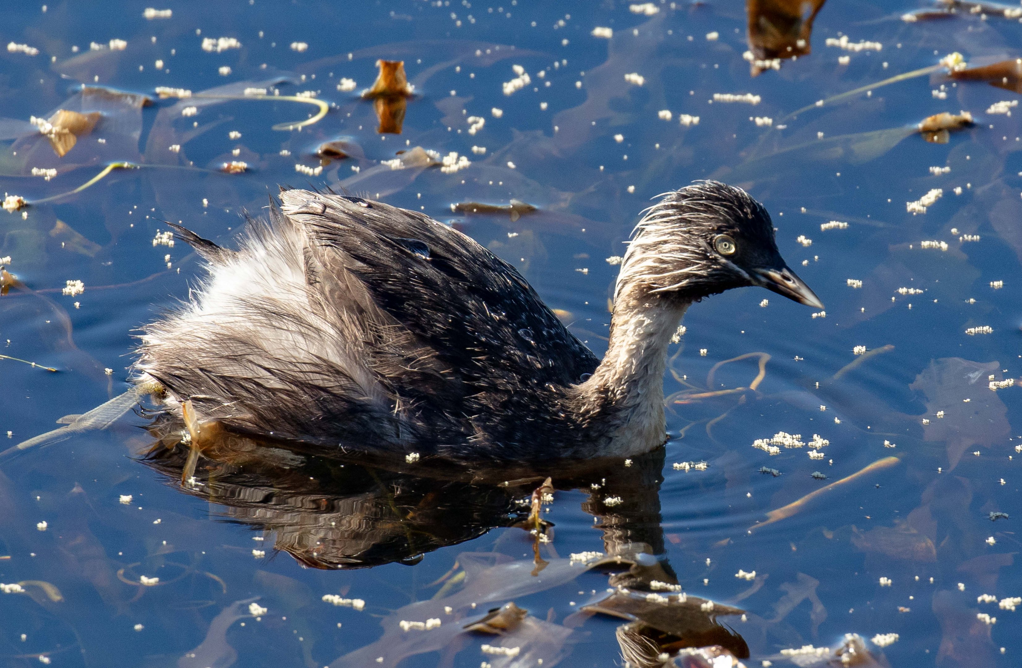 Hoary-headed Grebe