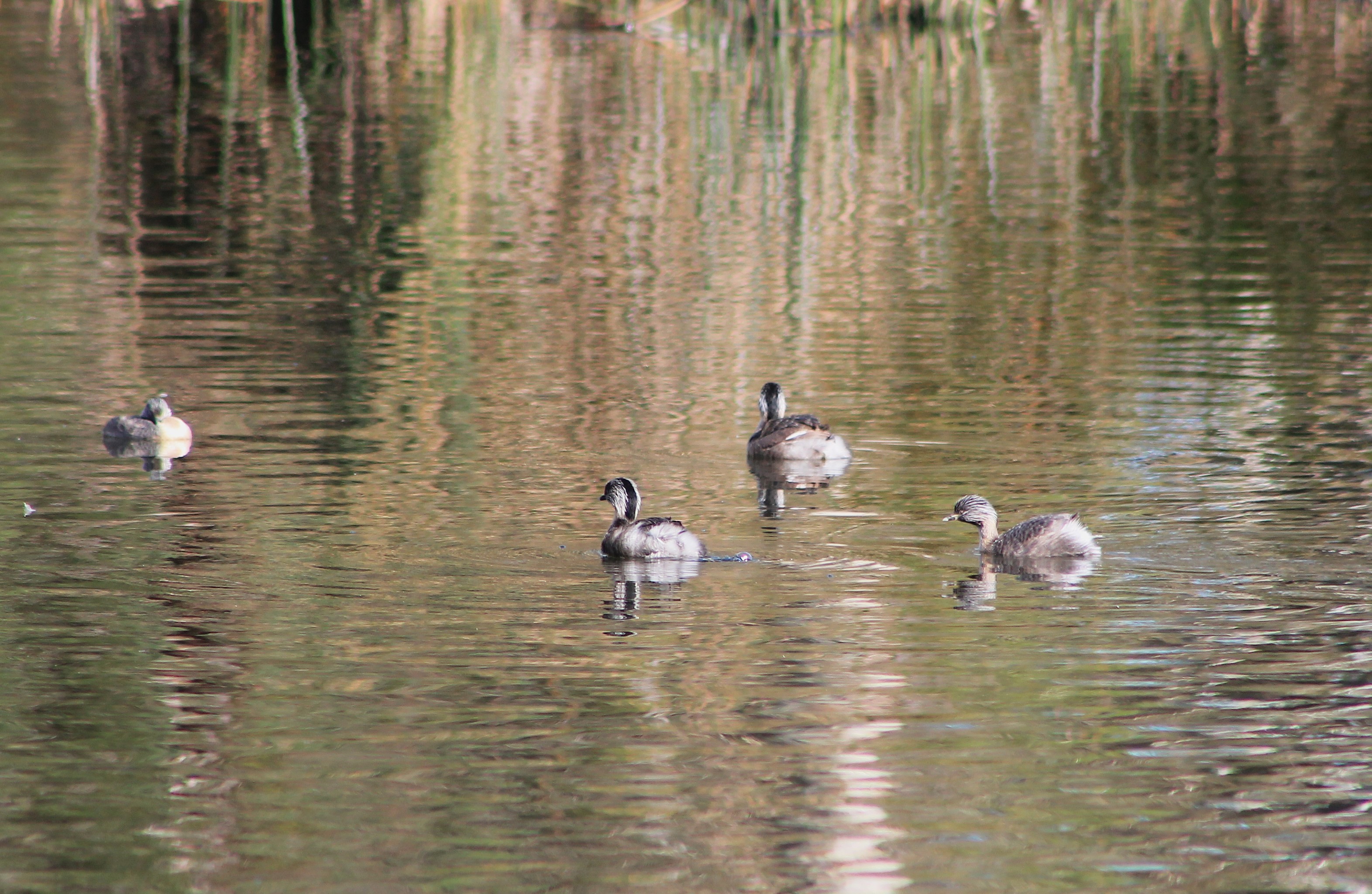 Hoary-headed Grebes (Poliocephalus poliocephalus)