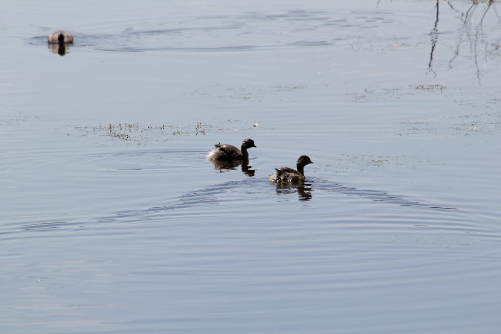 Hoary-headed Grebes