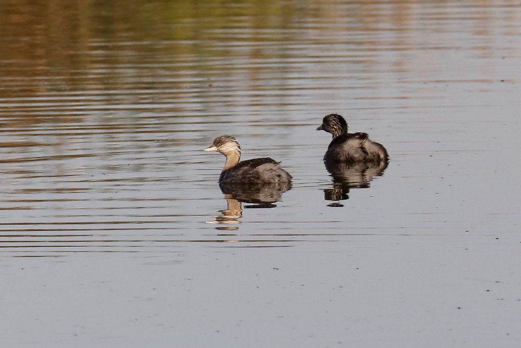 Hoary-headed Grebes