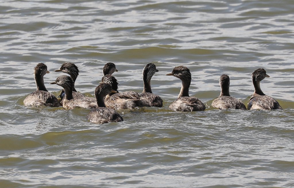 Hoary-headed Grebes