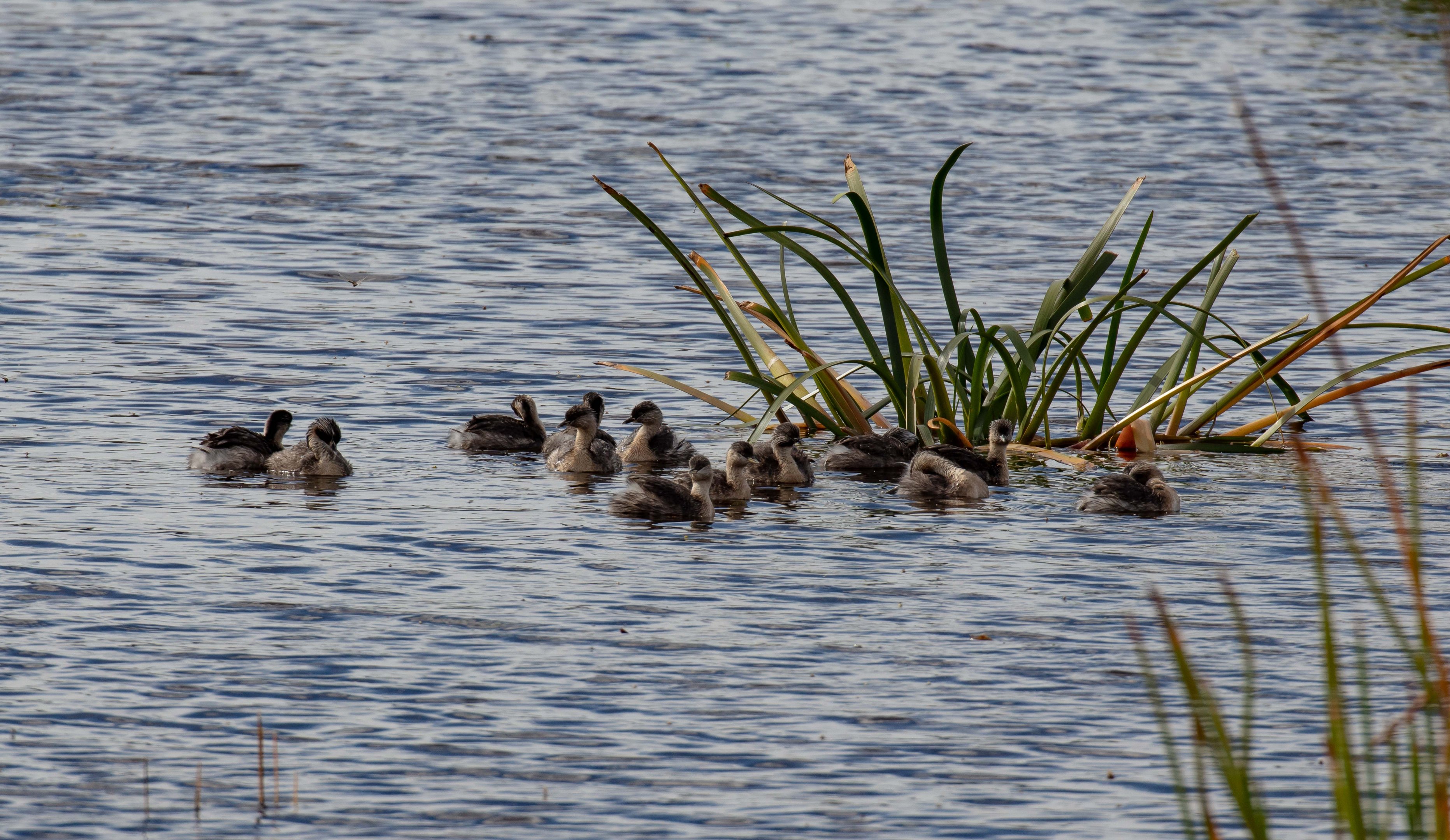 Hoary-headed Grebes
