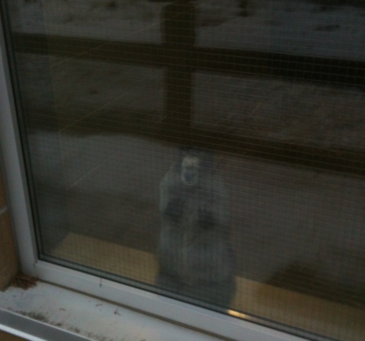 Hoary Marmot awaiting Spring