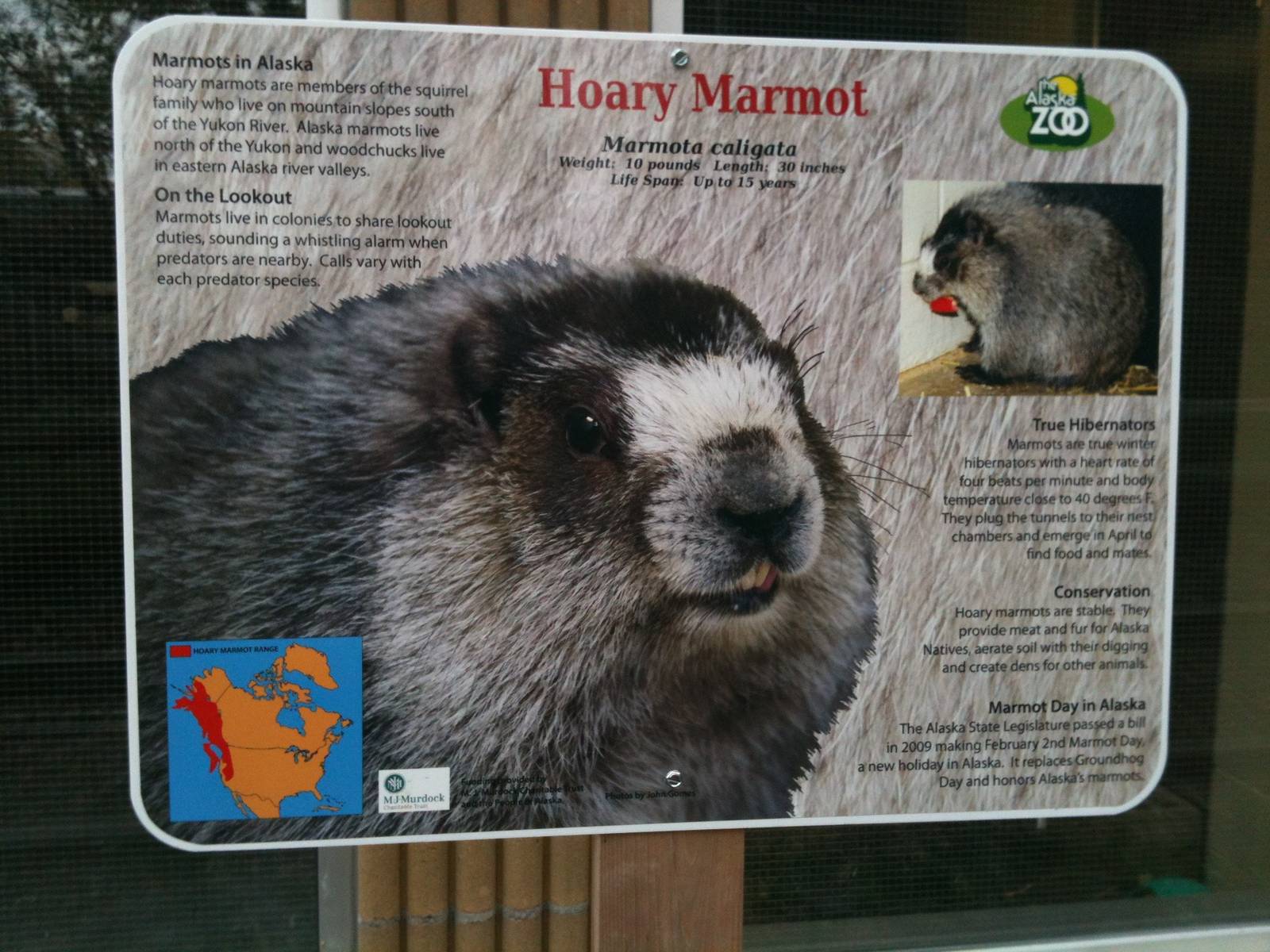 Hoary Marmot Educational Sign