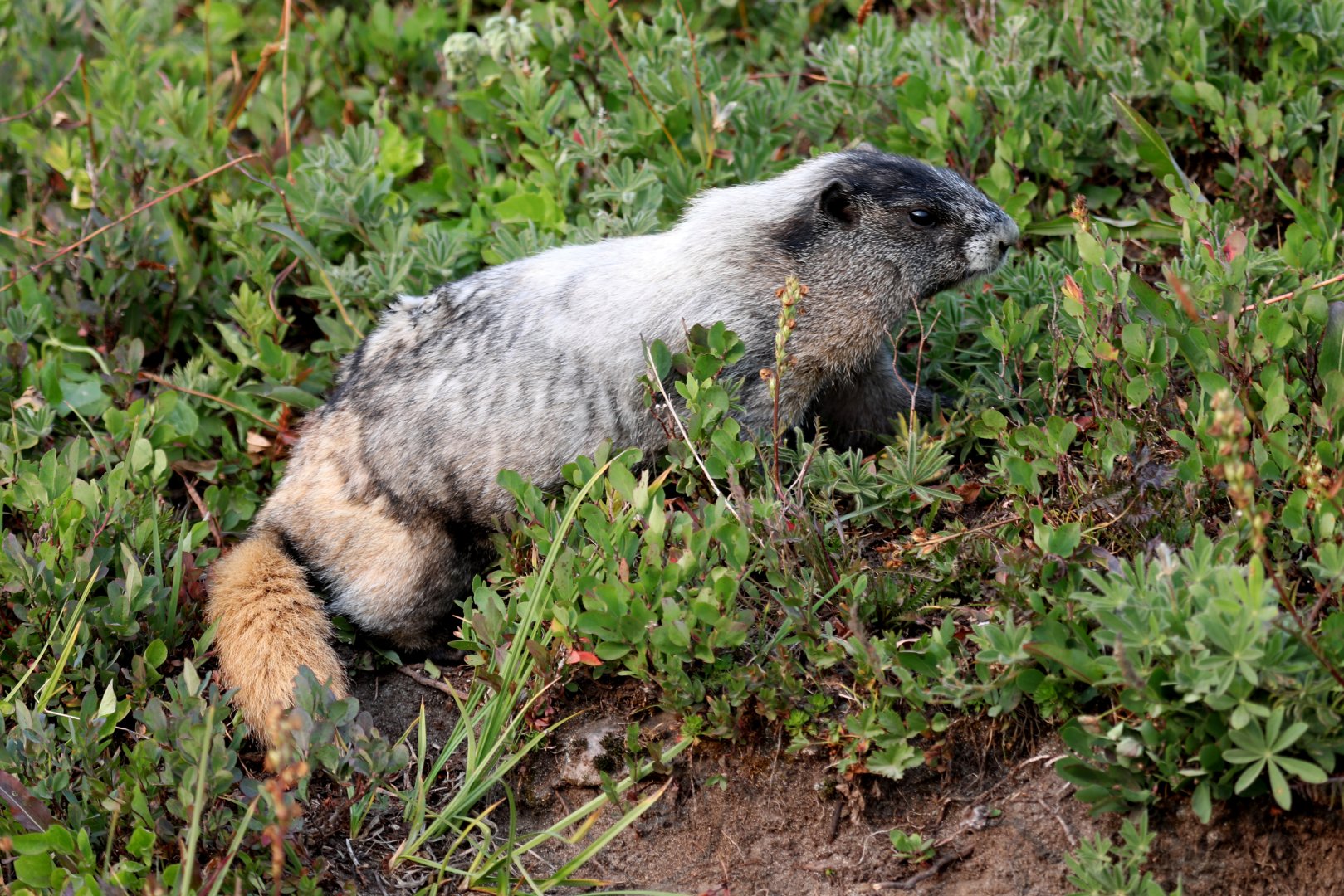 Hoary Marmot (Marmota caligata)