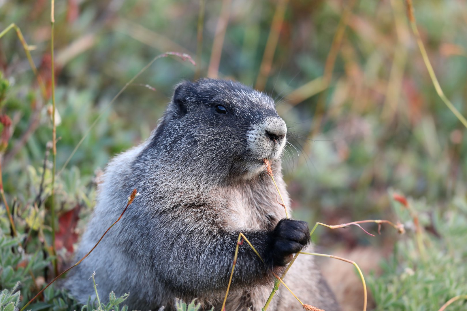 Hoary Marmot (Marmota caligata)