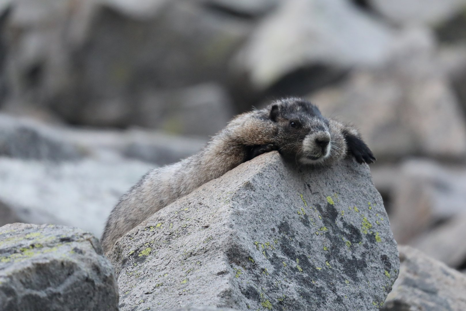 Hoary Marmot (Marmota caligata)
