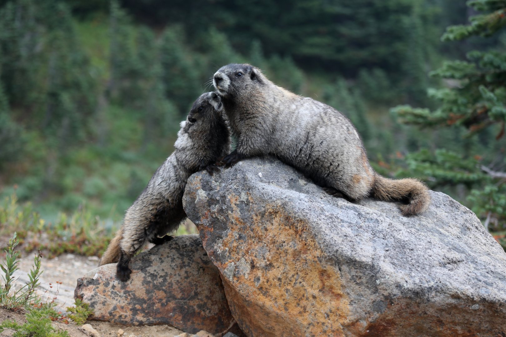 Hoary Marmot (Marmota caligata)