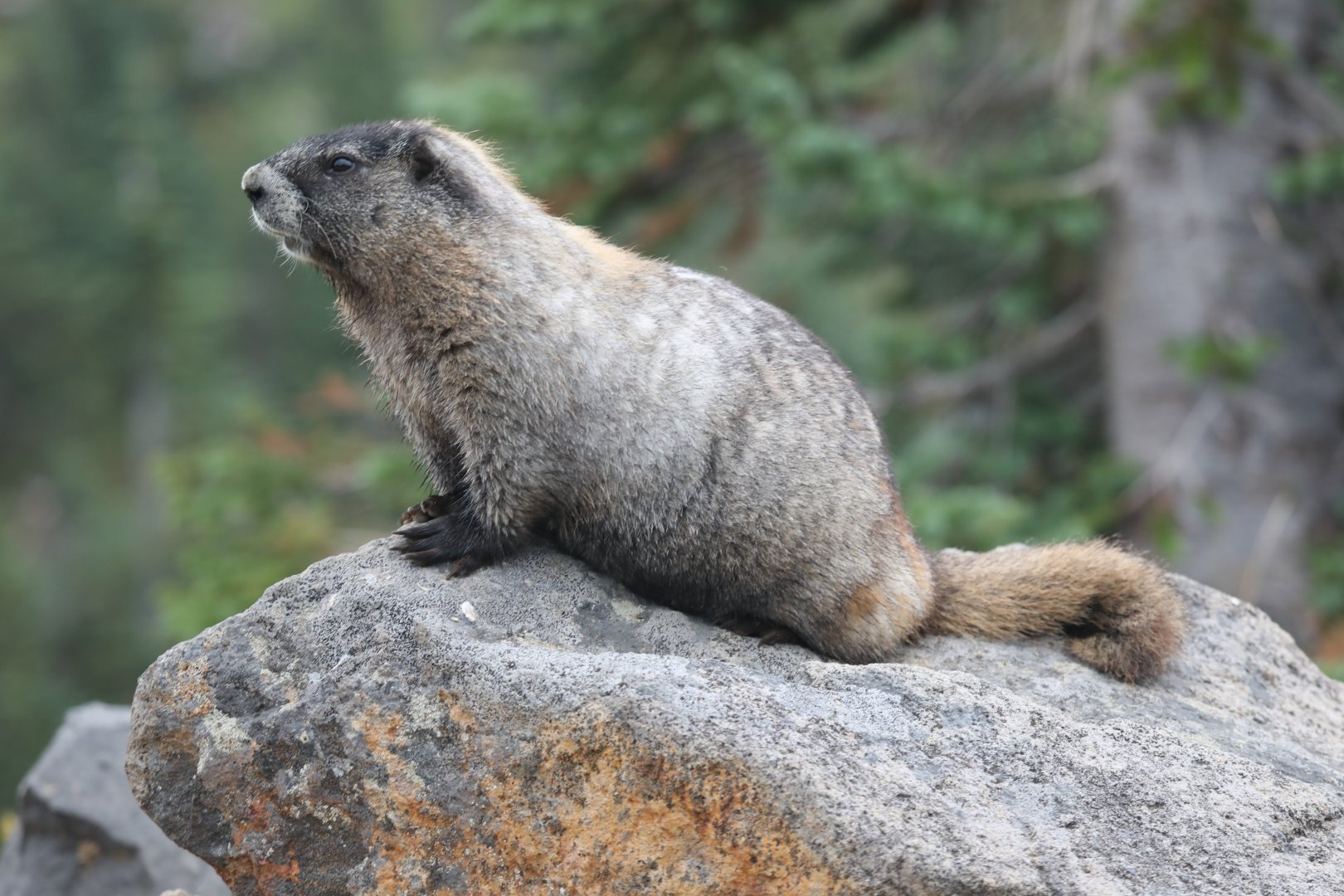 Hoary Marmot (Marmota caligata)