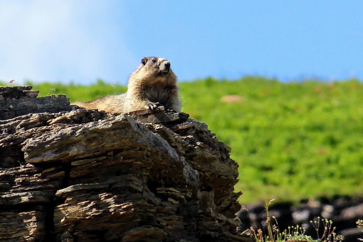 Hoary Marmot