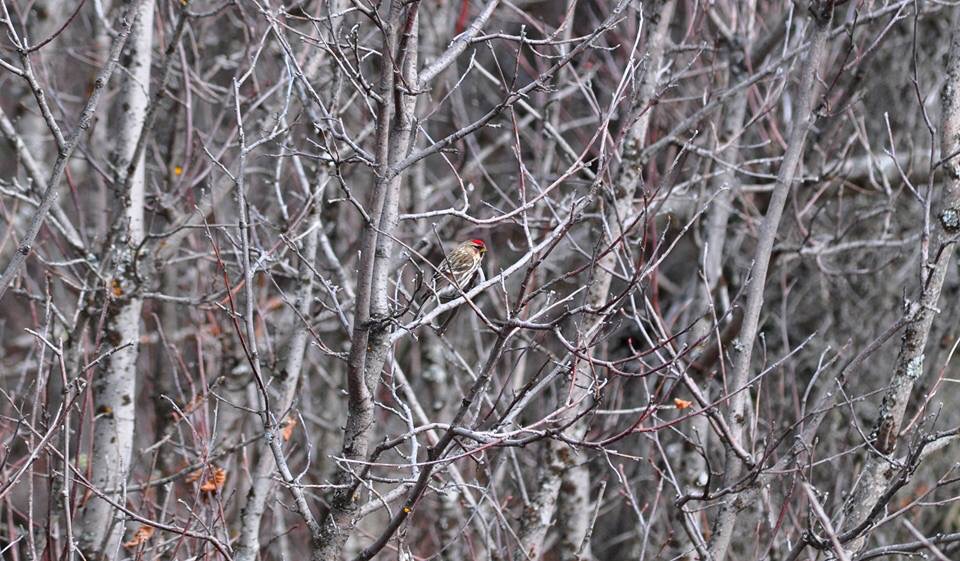 Hoary Redpoll - Alaska