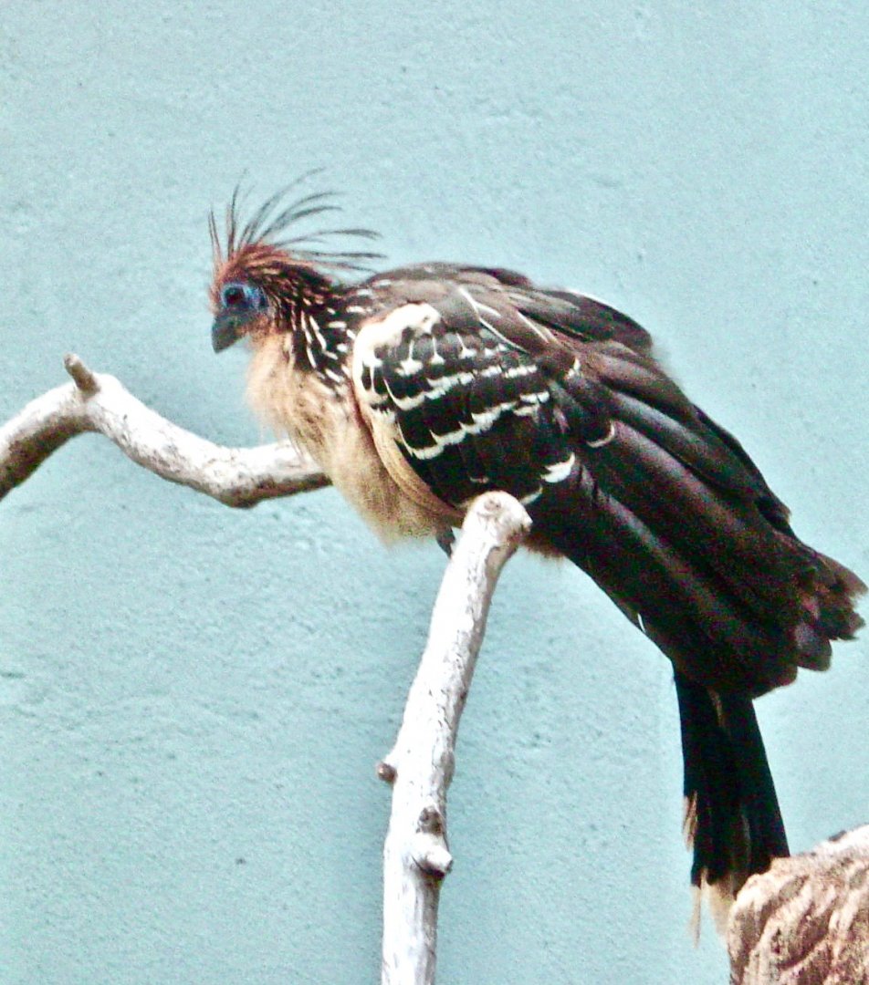 Hoatzin (Opisthocomus hoazin) - 2003